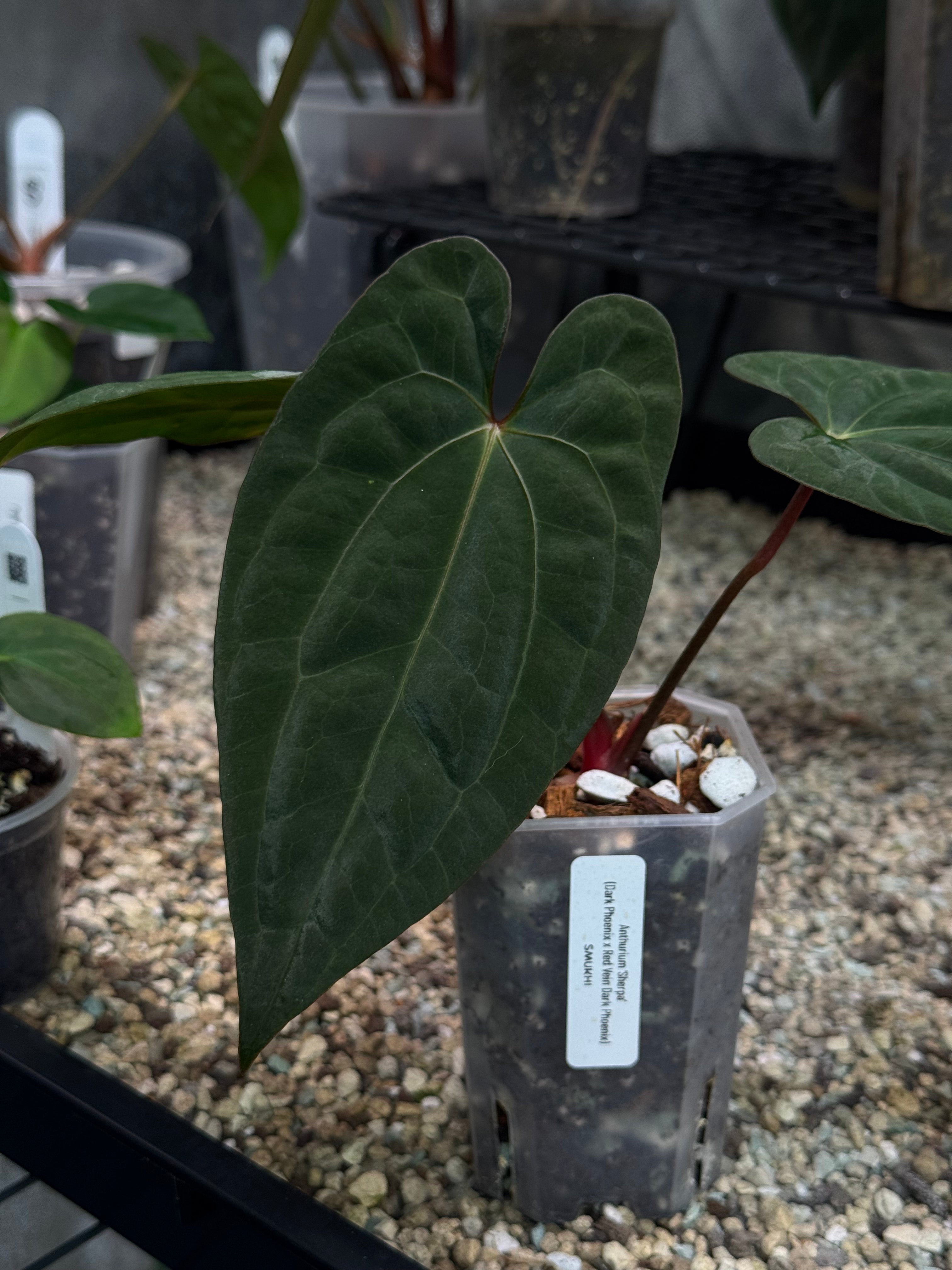 Anthurium ‘Sherpa’ (Dark Phoenix x RVDP) - Clone