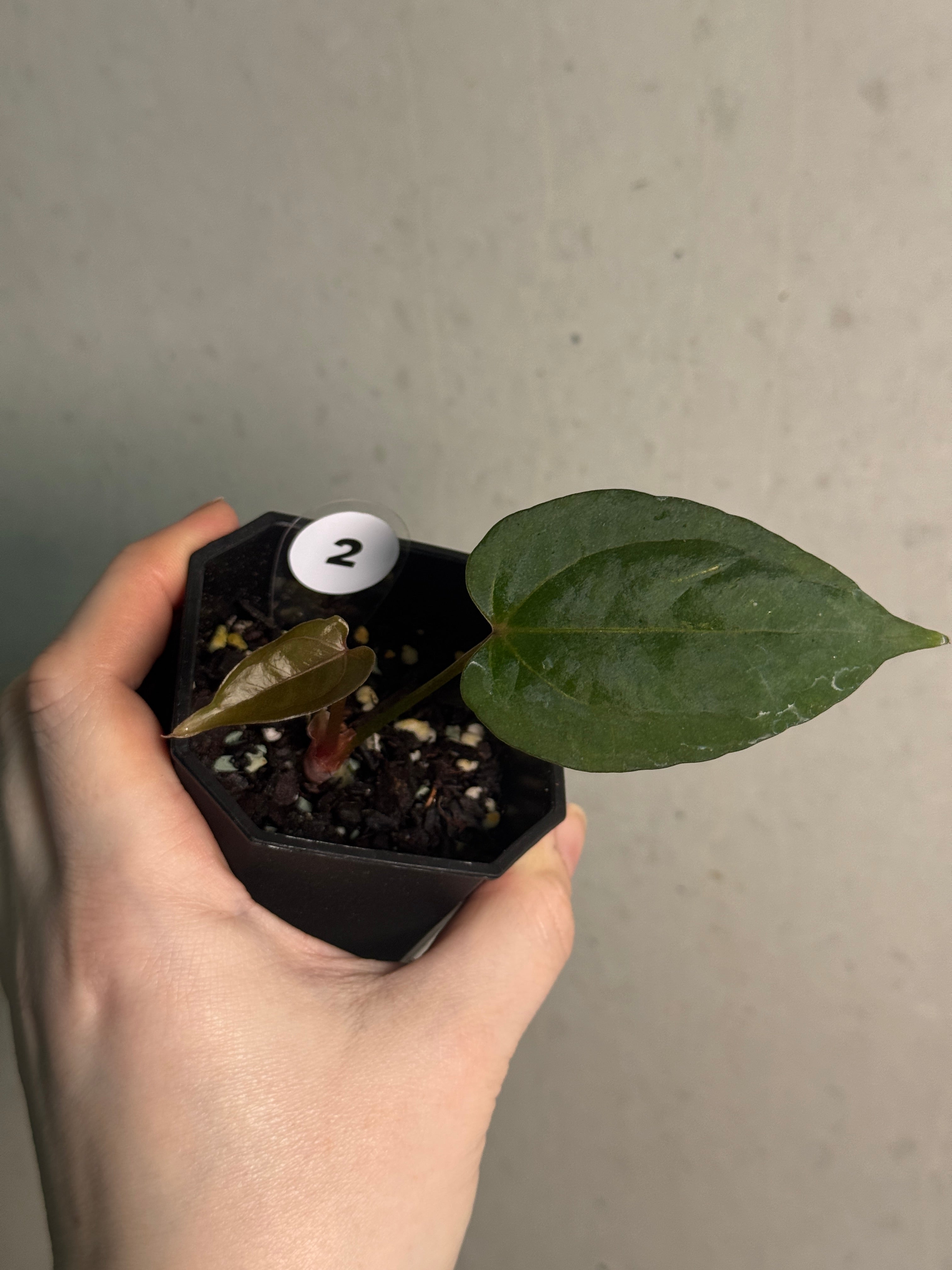 Anthurium Ace of Spades Dark Form x Portillae ‘Dorito’ - Clone - SMUKHI