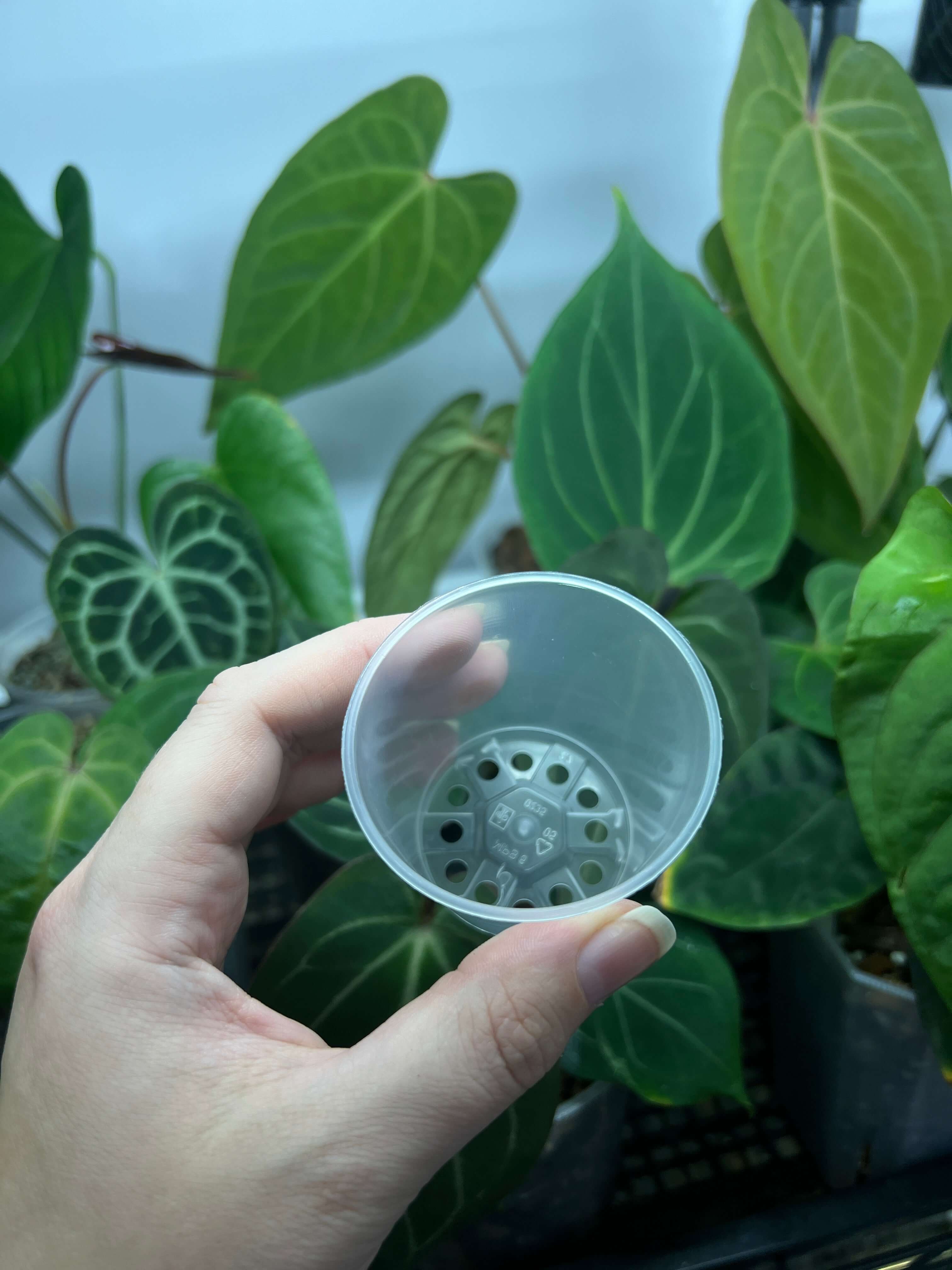 Mini Clear Pots - 6 cm - Set of 10