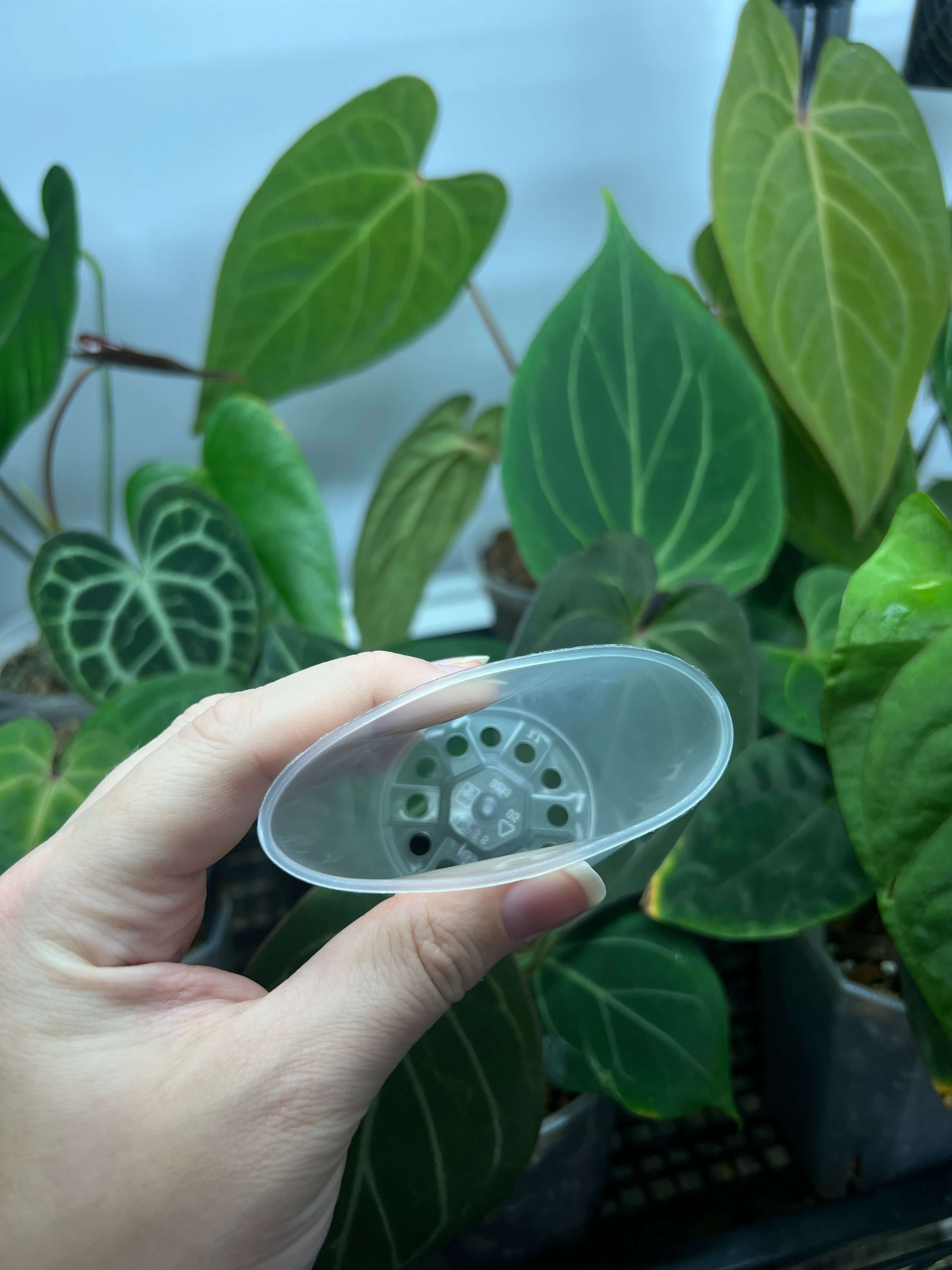 Mini Clear Pots - 6 cm - Set of 10