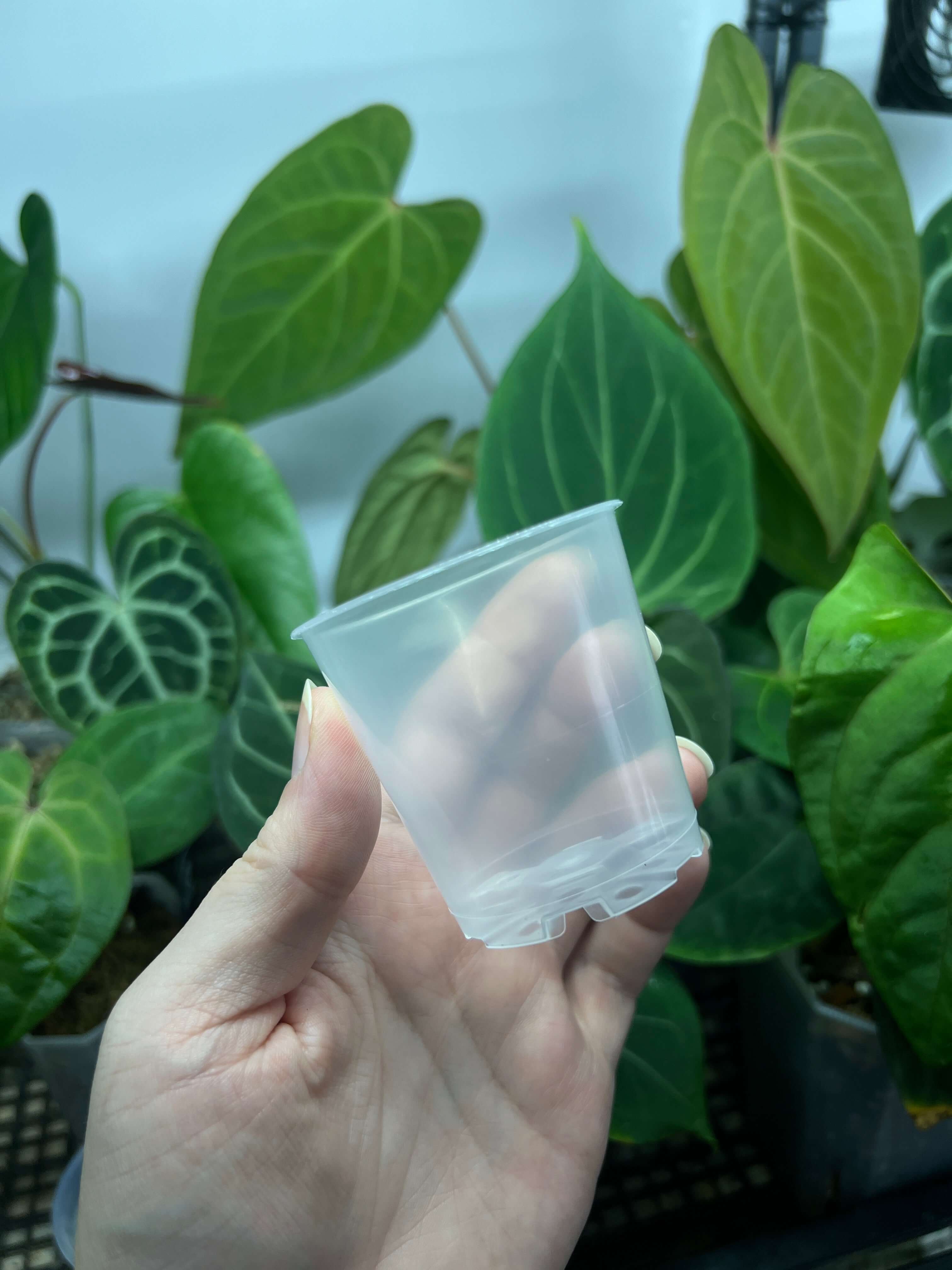 Mini Clear Pots - 6 cm - Set of 10