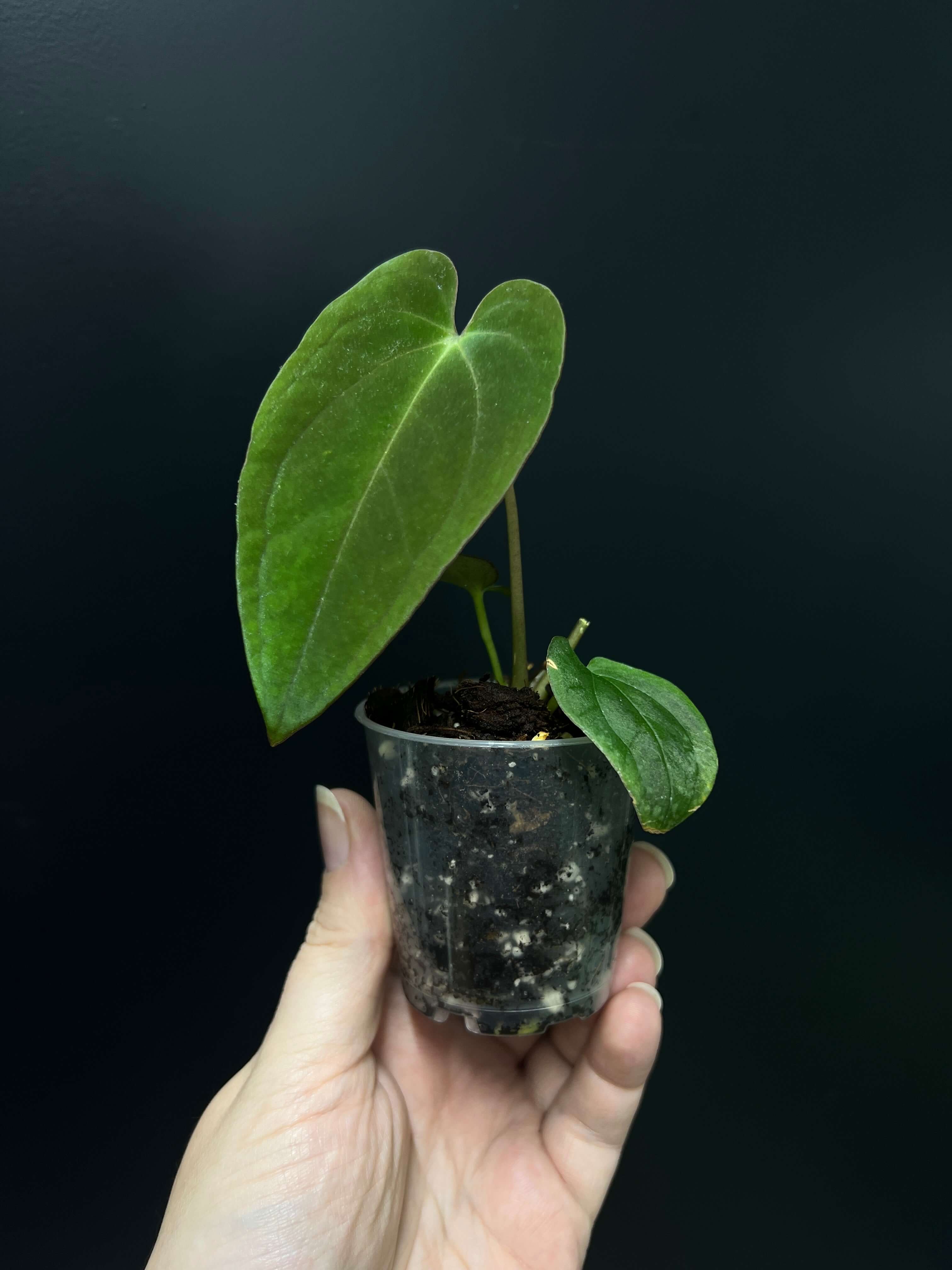 Mini Clear Pots - 6 cm - Set of 10