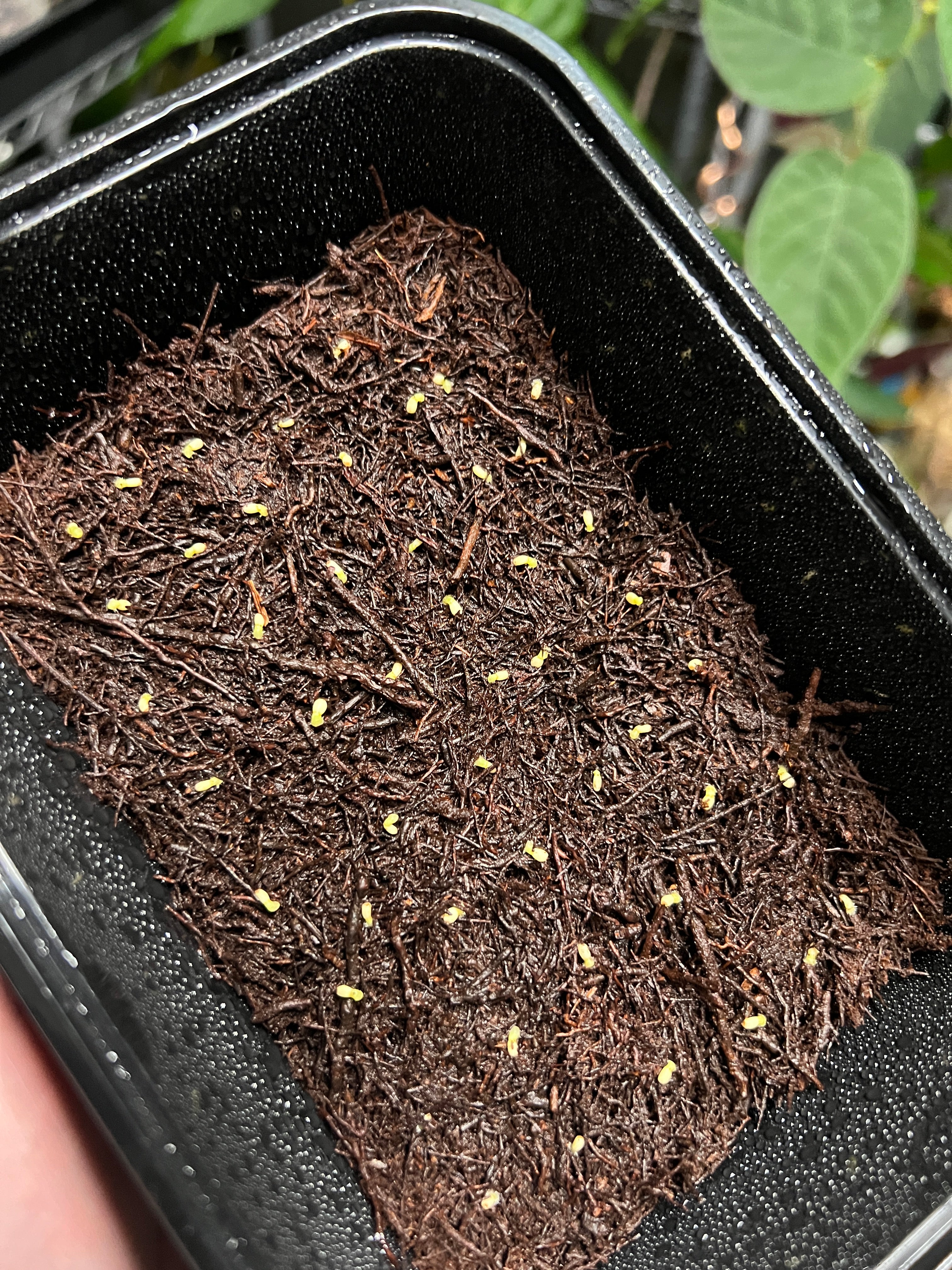 Anthurium Wendlingeri - Seeds