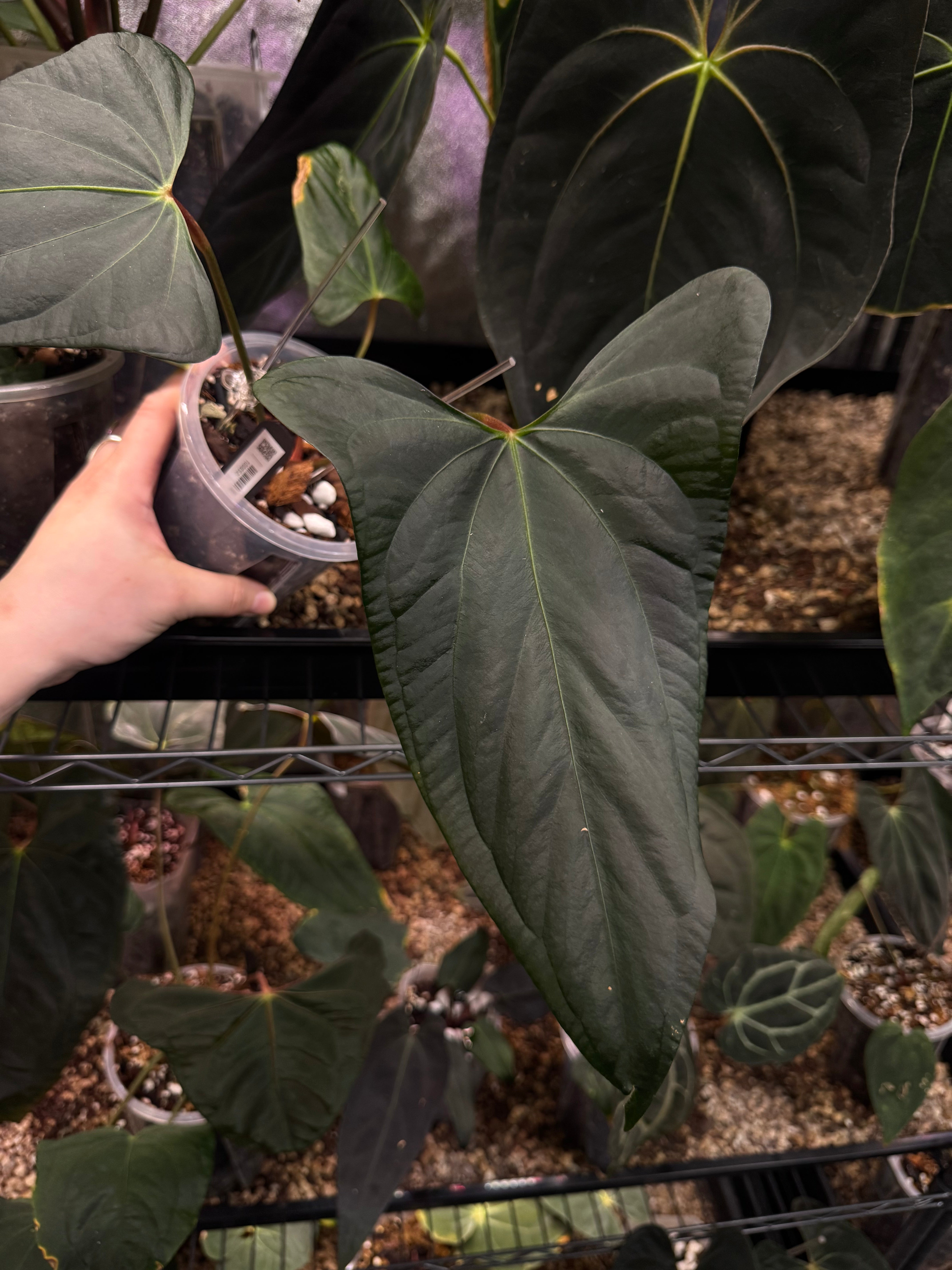 Anthurium Mr. Worldwide - Cutting - SMUKHI