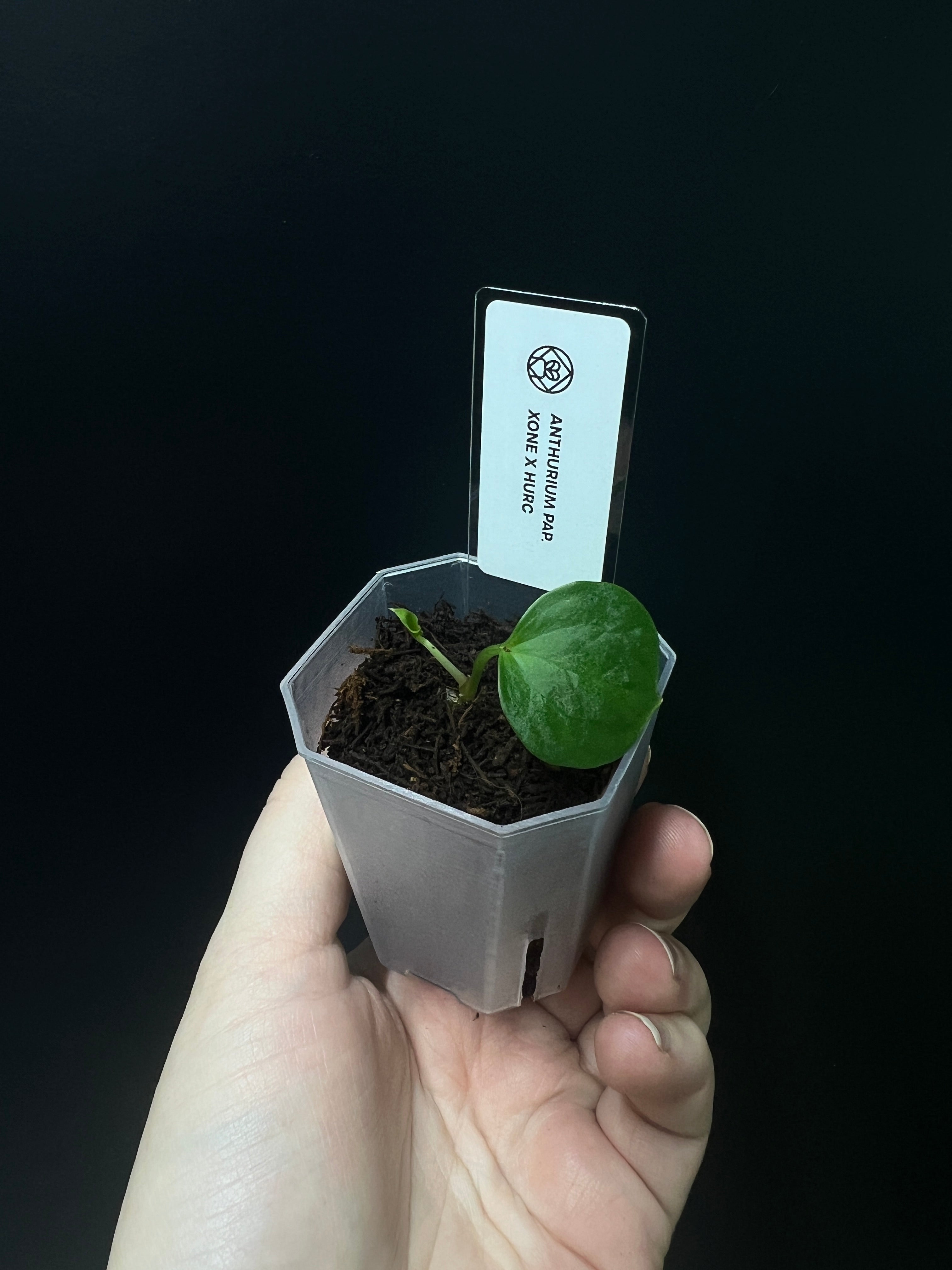 Anthurium Xone x HUxRC - Seedling