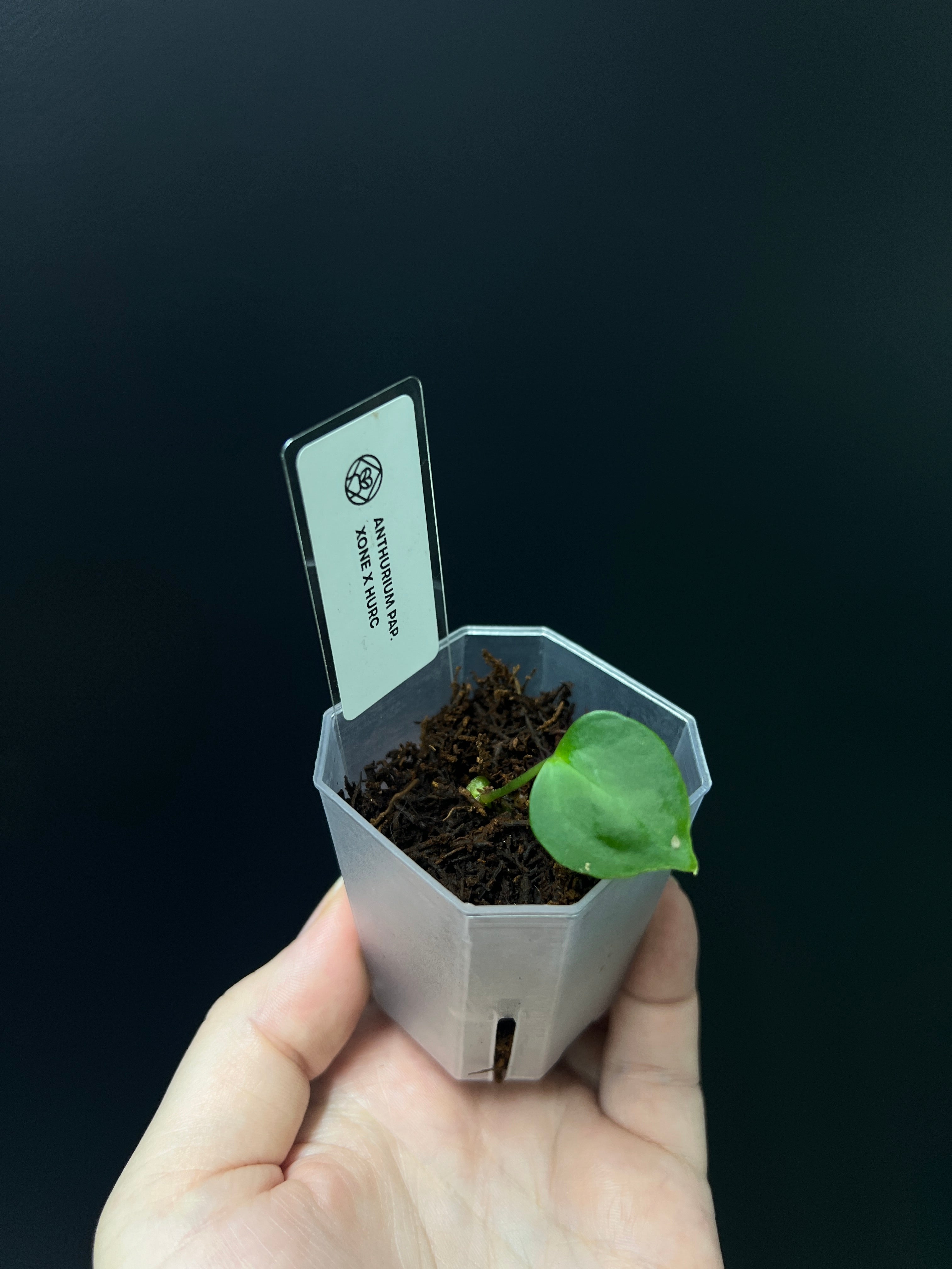 Anthurium Xone x HUxRC - Seedling