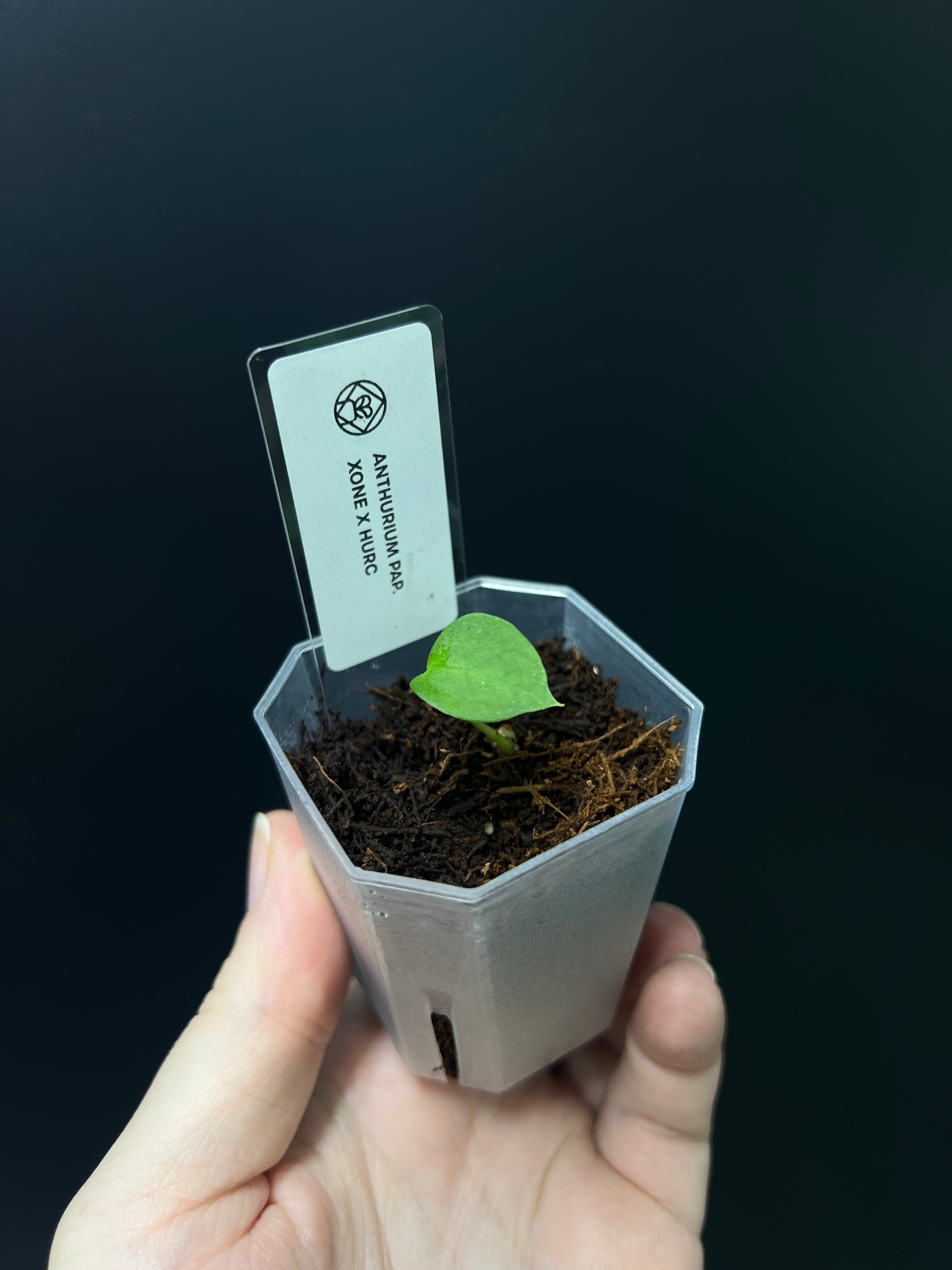 Anthurium Xone x HUxRC - Seedling
