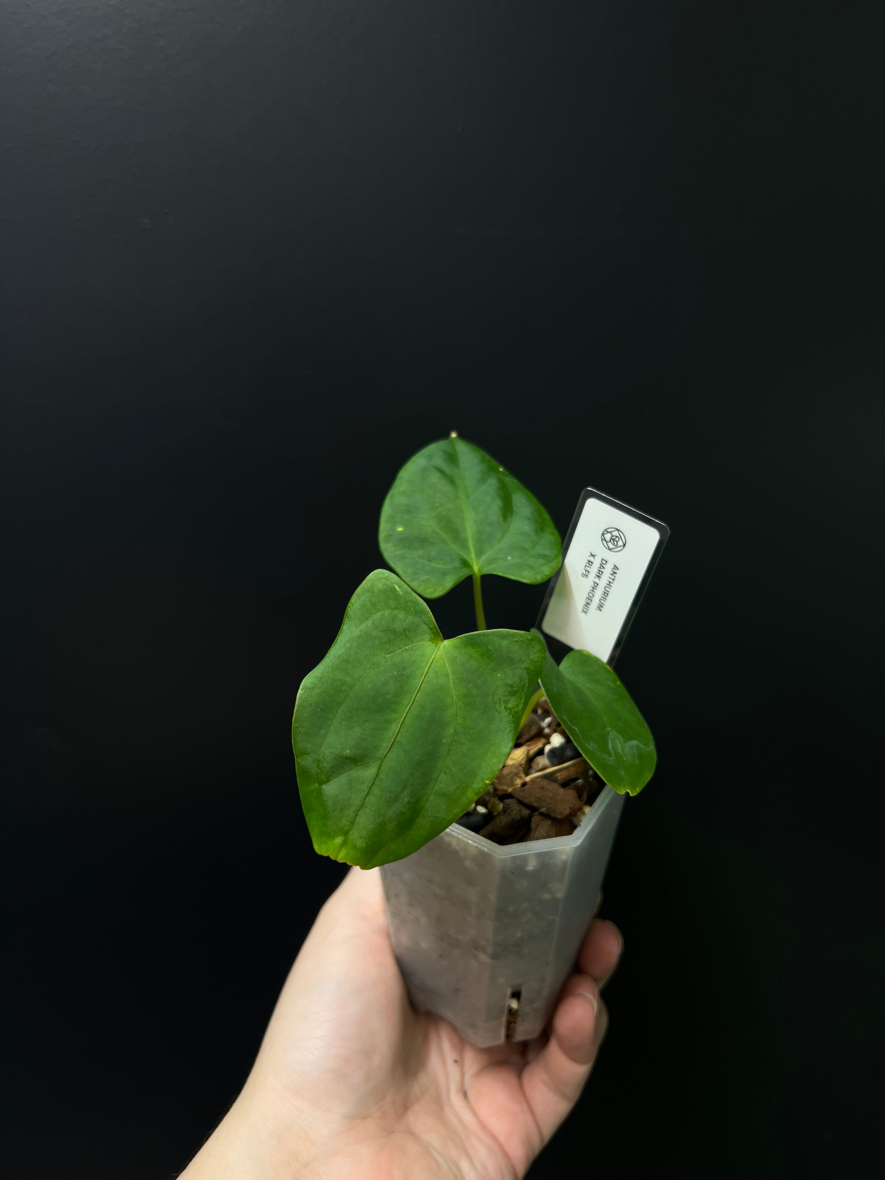 Anthurium Dark Phoenix x RLFS