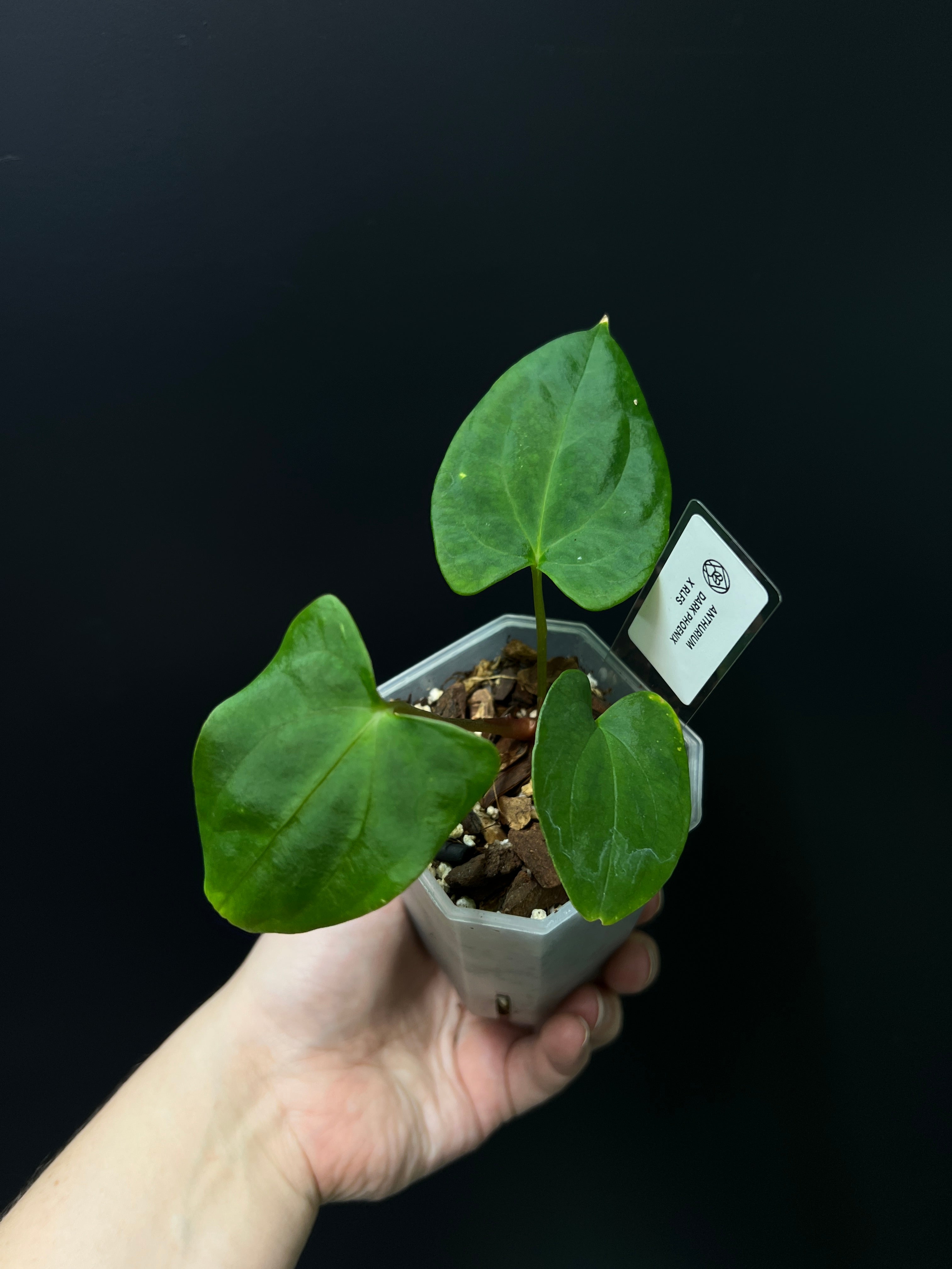 Anthurium Dark Phoenix x RLFS