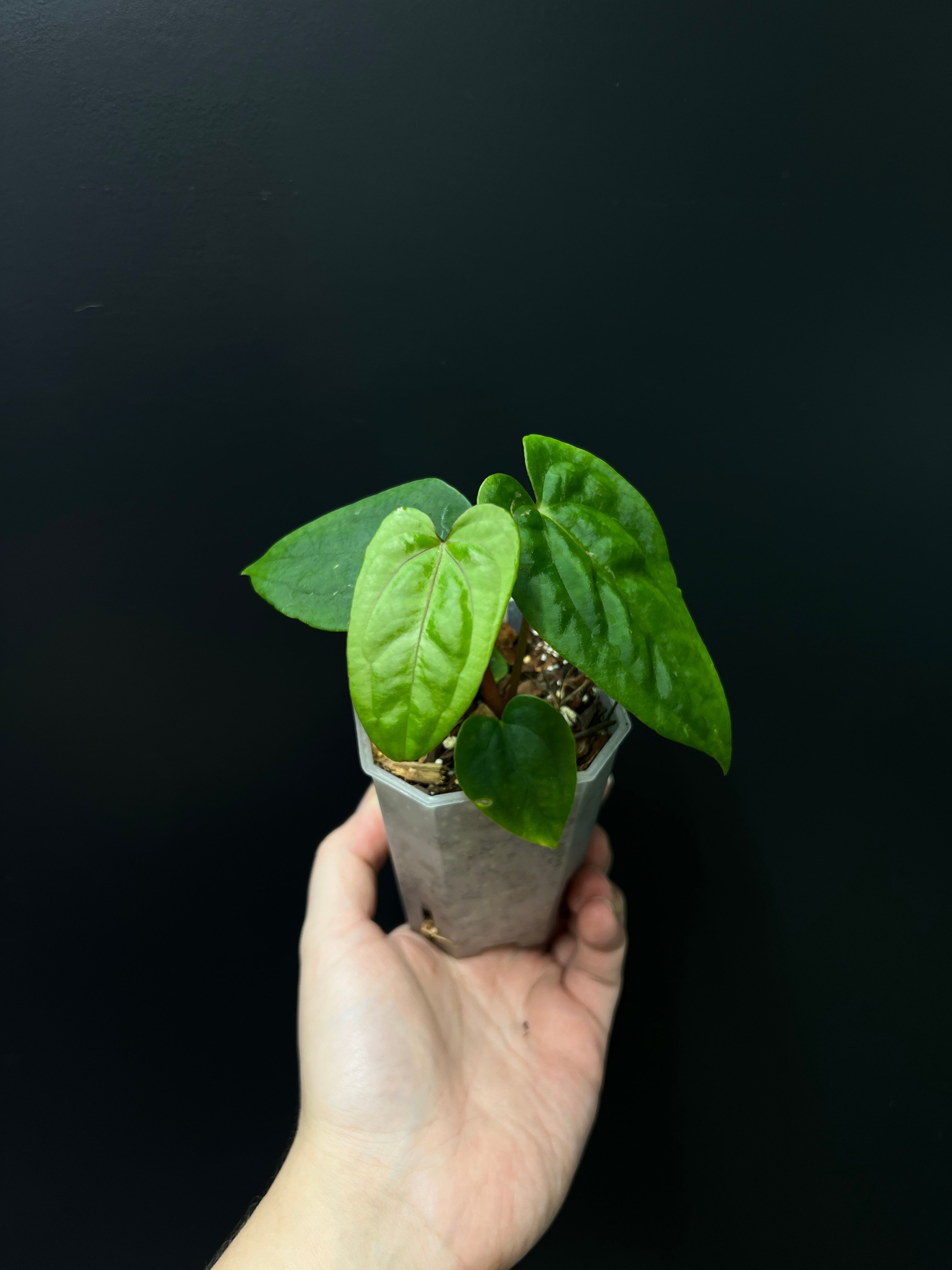 Anthurium Dark Phoenix x RLFS