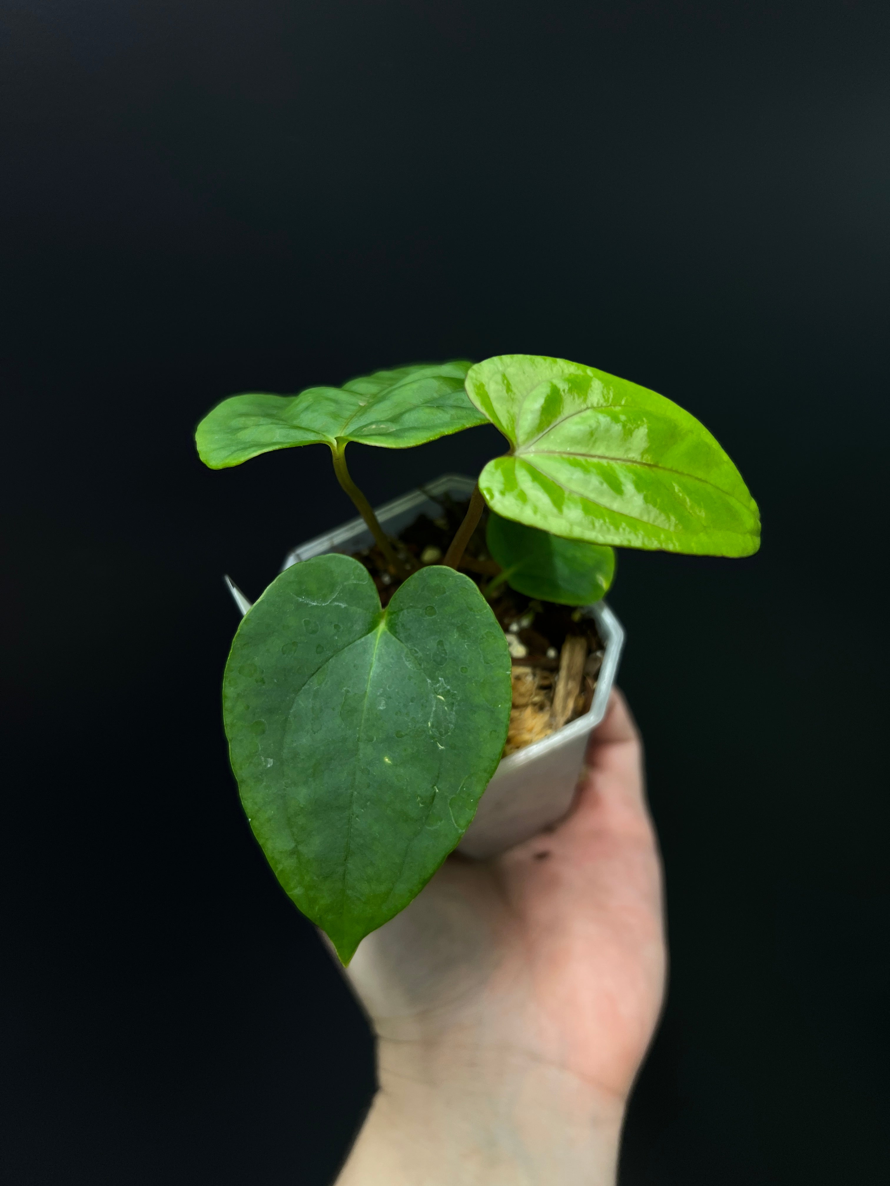 Anthurium Dark Phoenix x RLFS