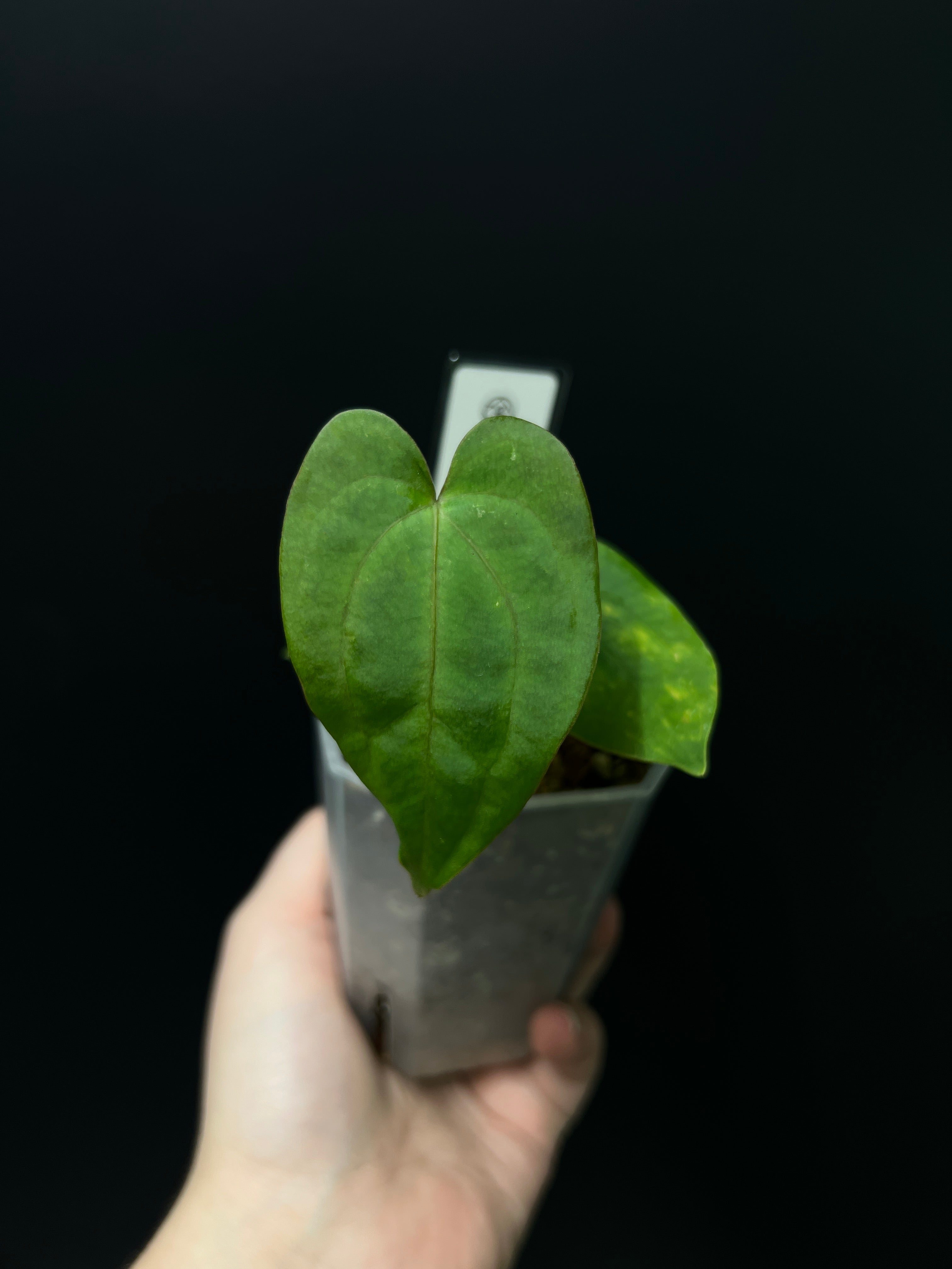 Anthurium Dark Phoenix x RLFS
