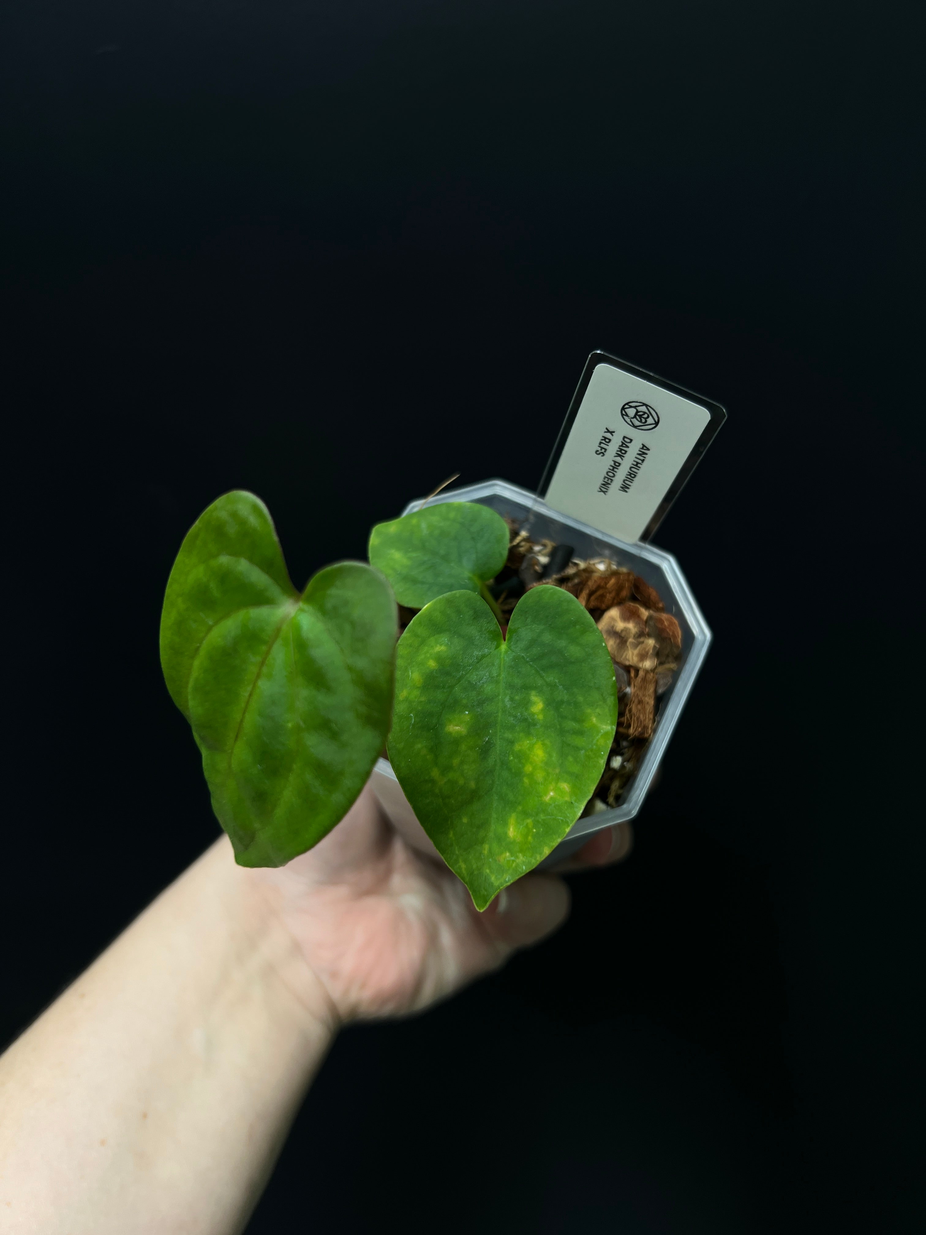 Anthurium Dark Phoenix x RLFS