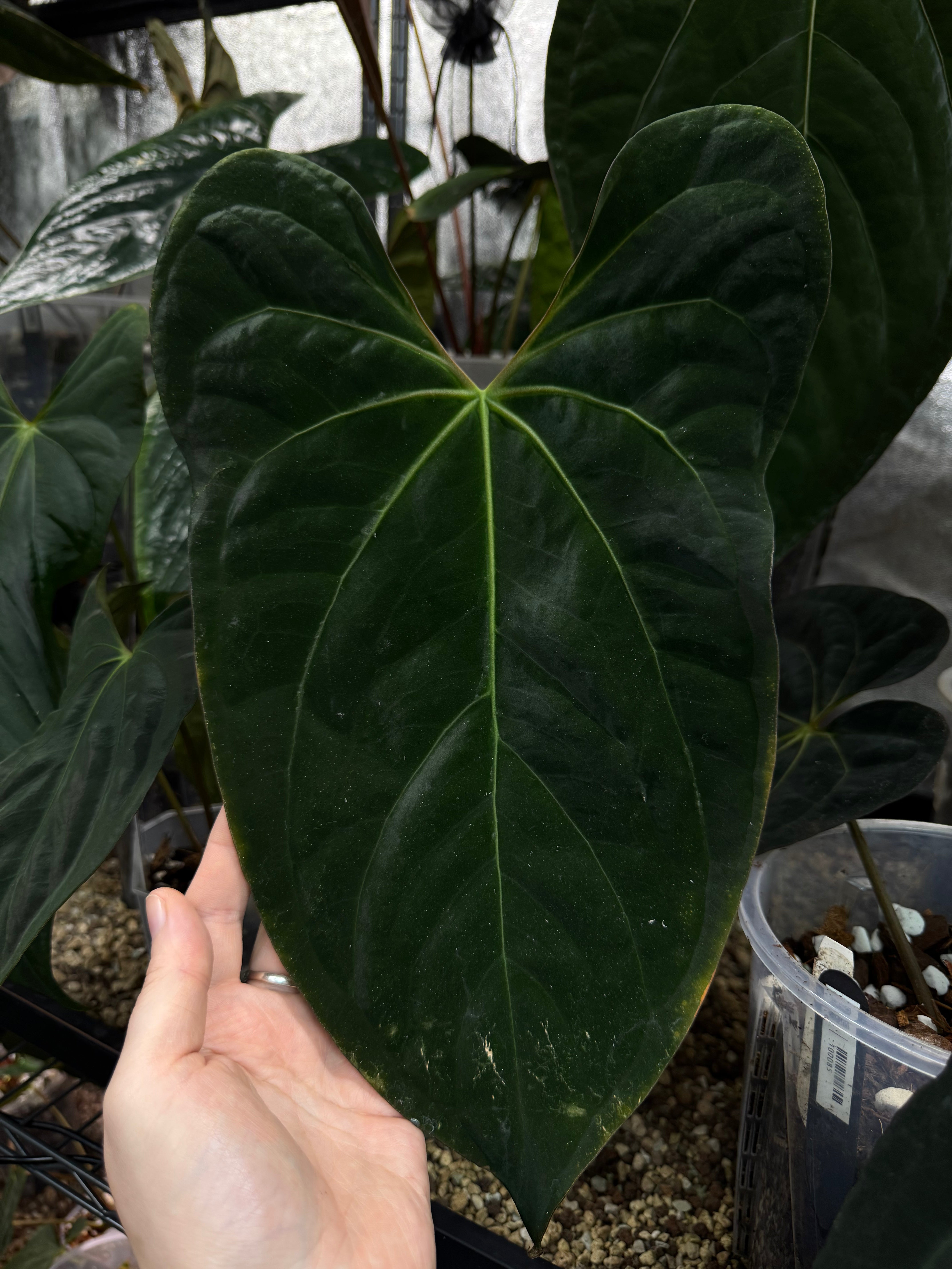 Anthurium Ace of Spades Dark Form x Papillilaminum 'Incurved lobes'