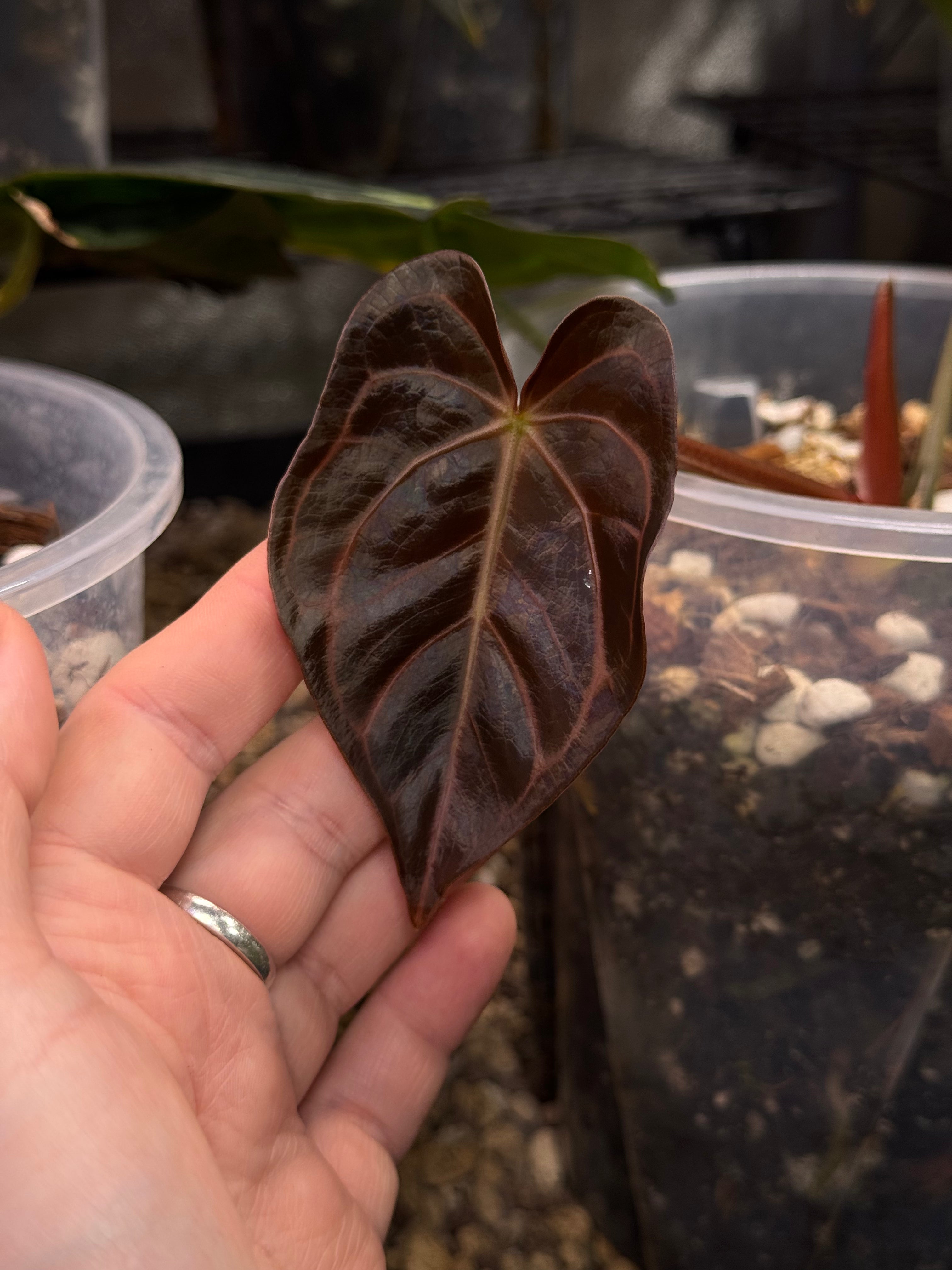 Anthurium Carlablackiae NSE