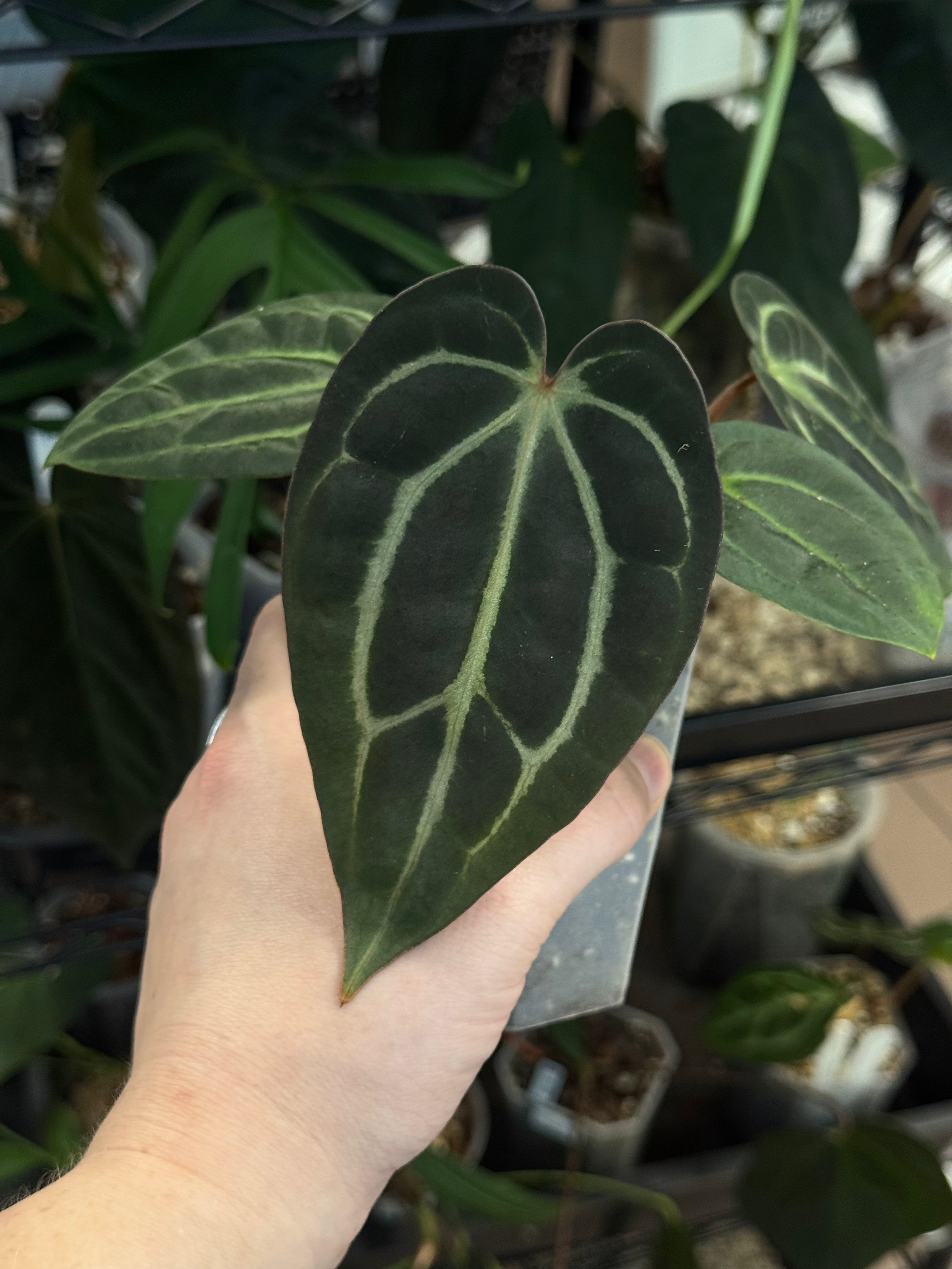 Anthurium Carlablackiae RA10 x BUZ1 - SMUKHI