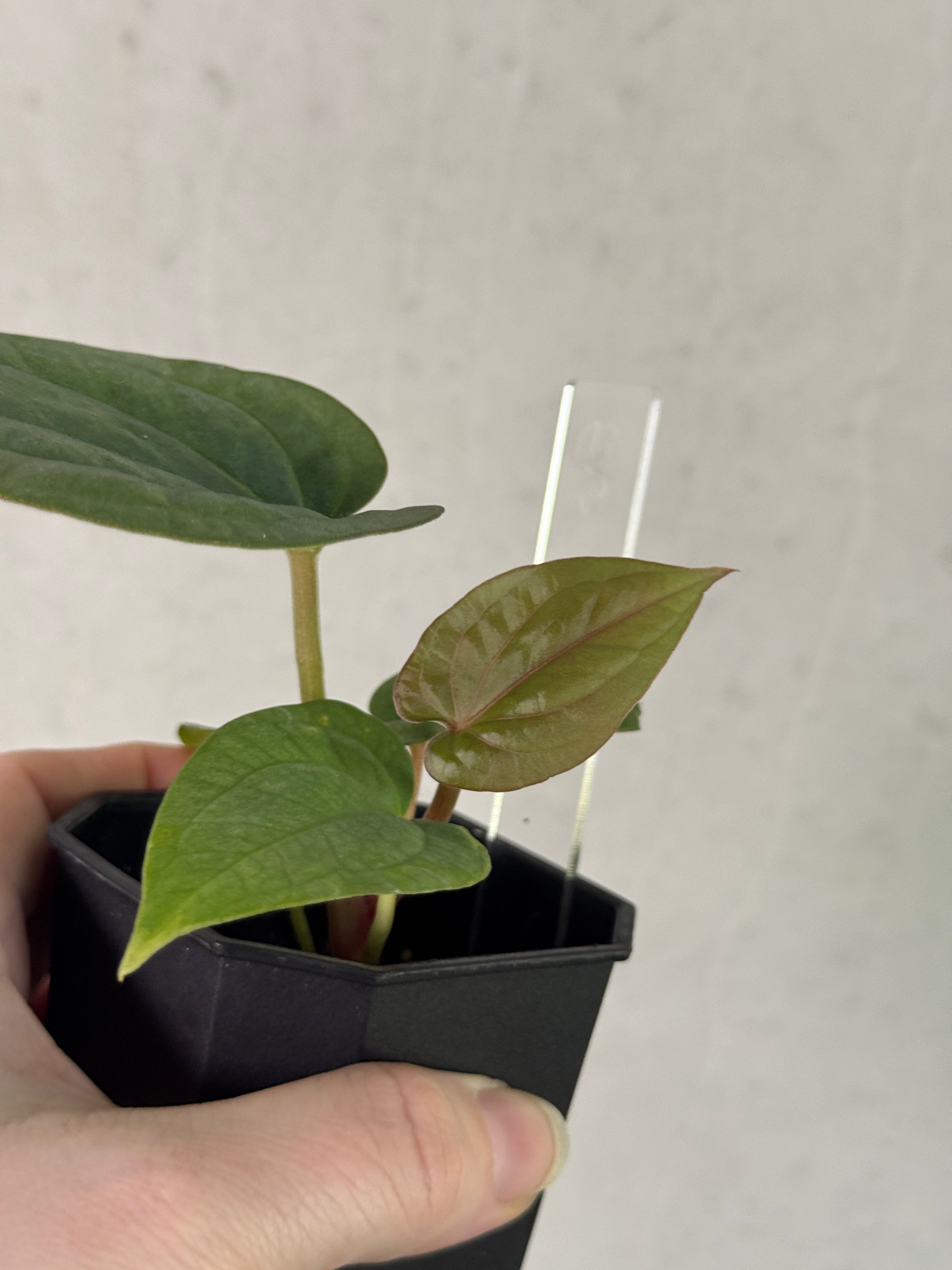Anthurium Kunayalense PM5 x (BVEP RA1 or sp. Nov DF)