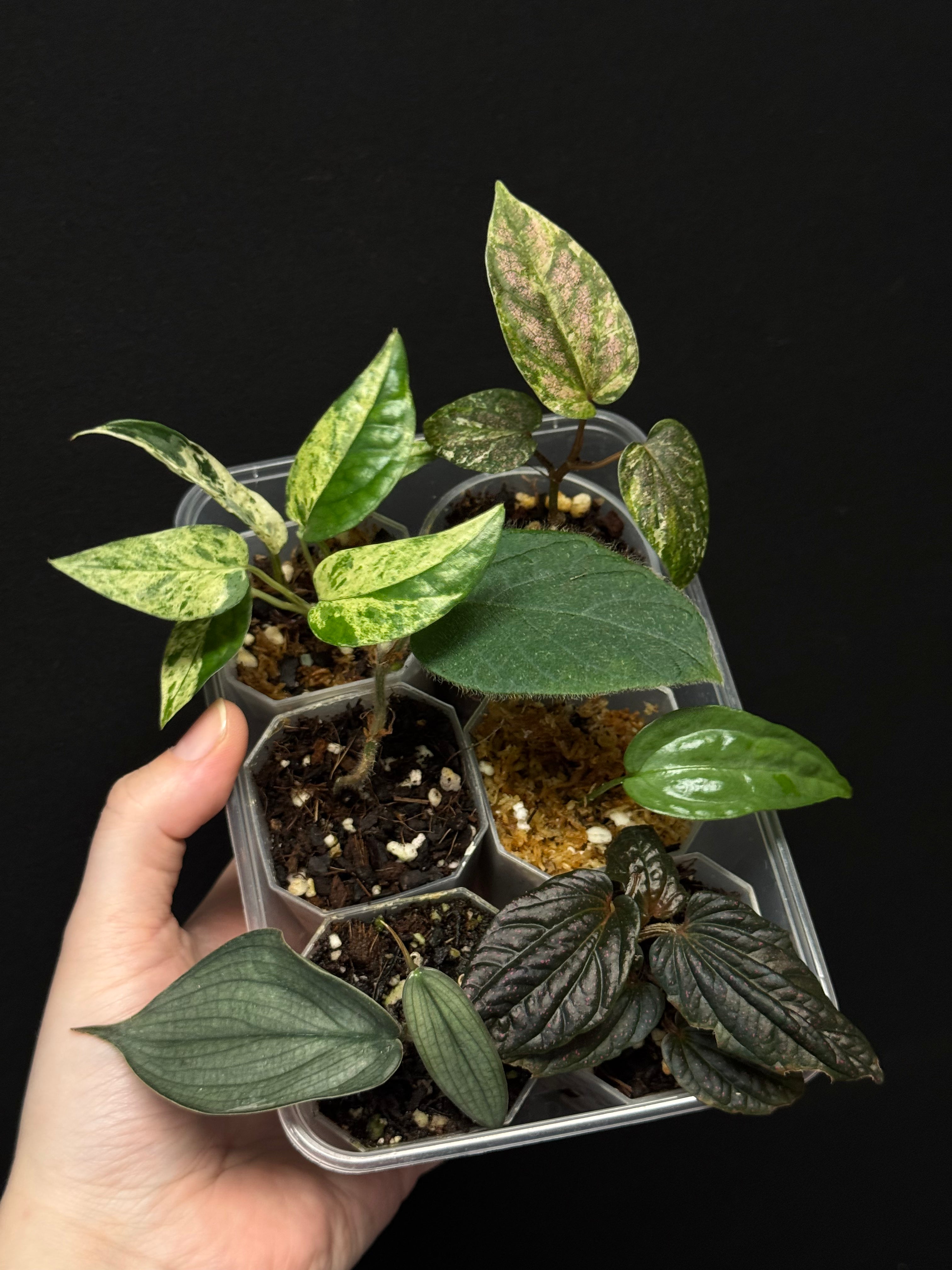 Baby Plant Bundle - Various plants