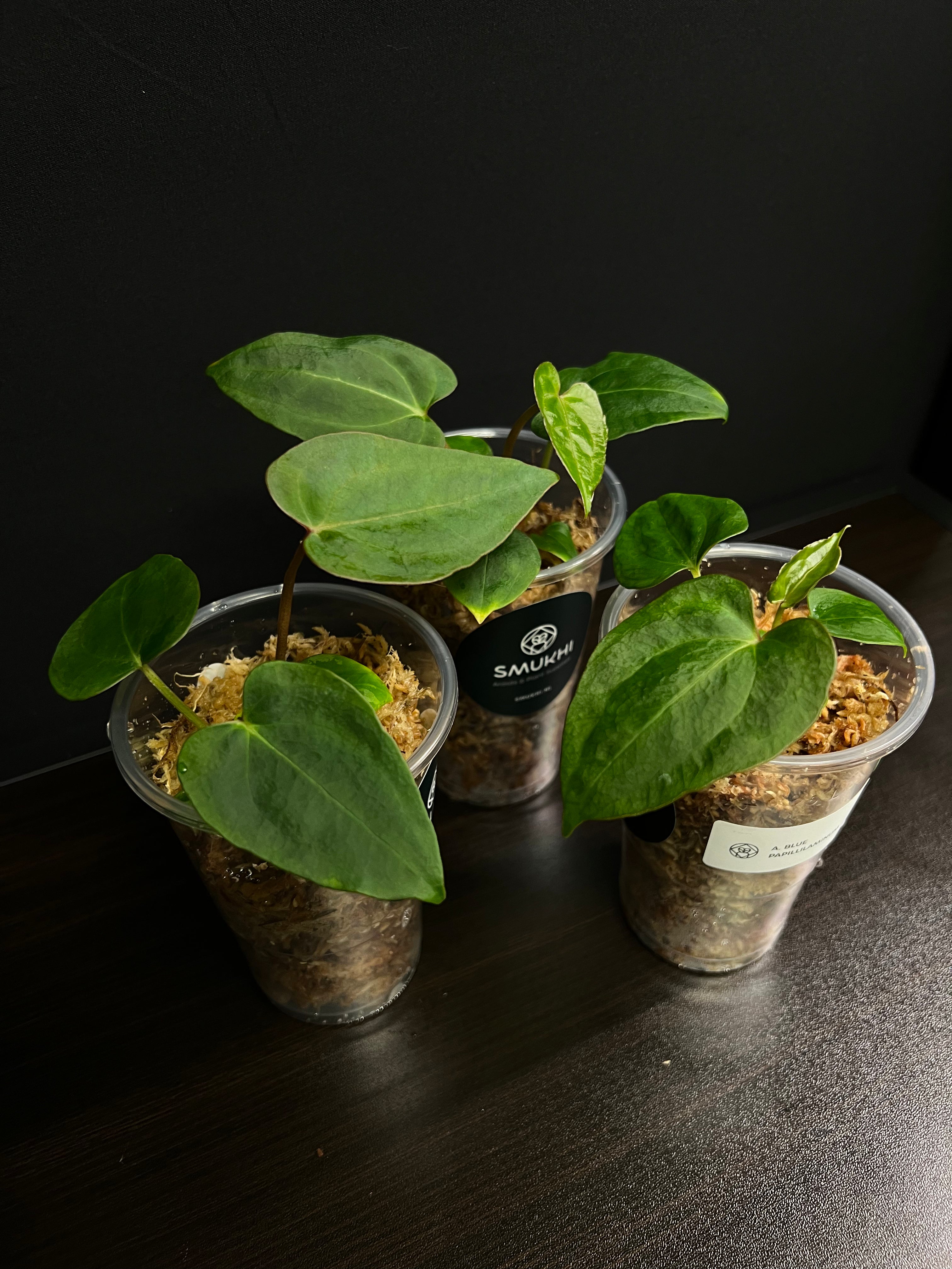 Anthurium Blue Papillilaminum