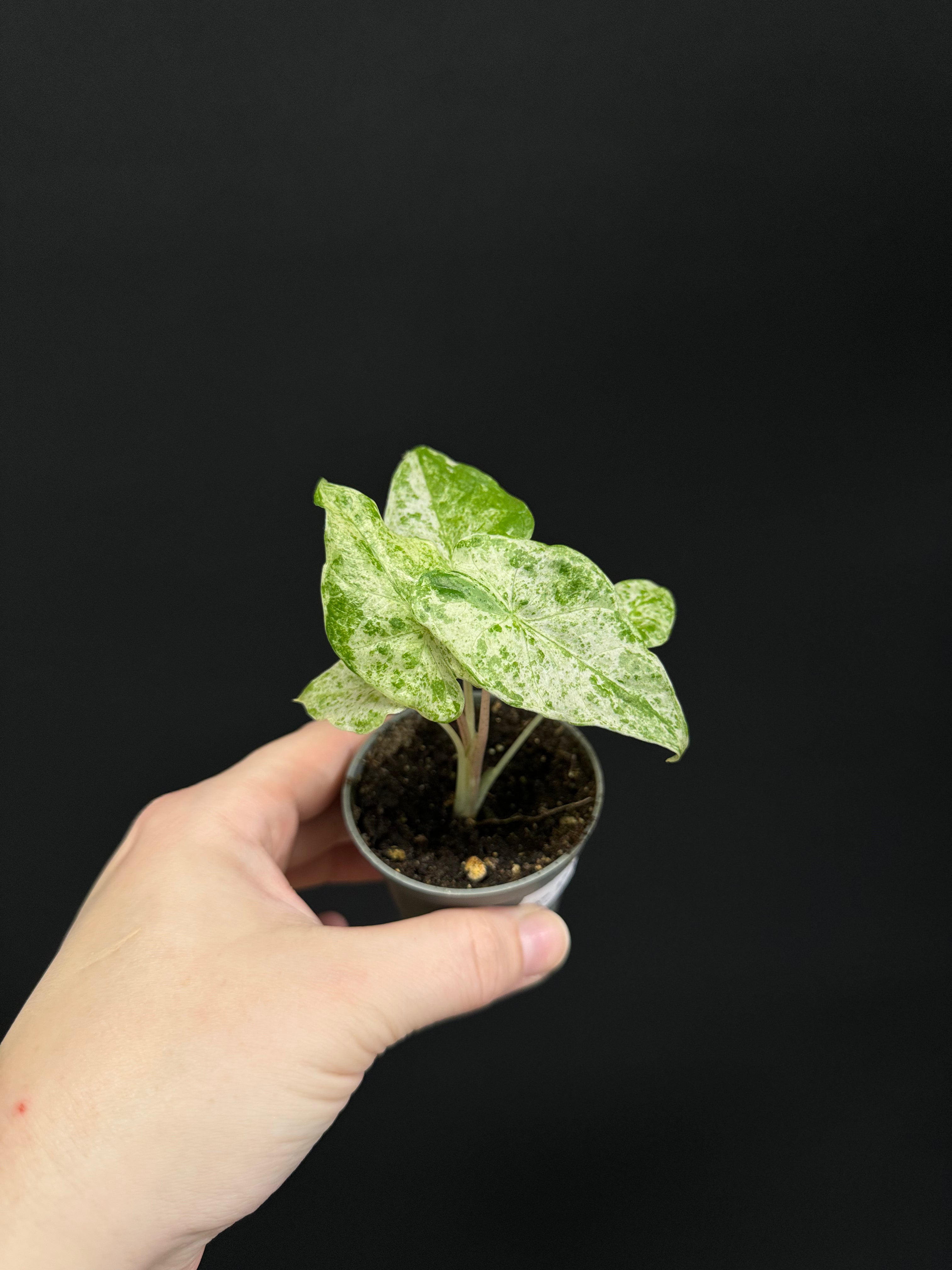 Alocasia Macrorrhiza ’Splash’ - Baby Size