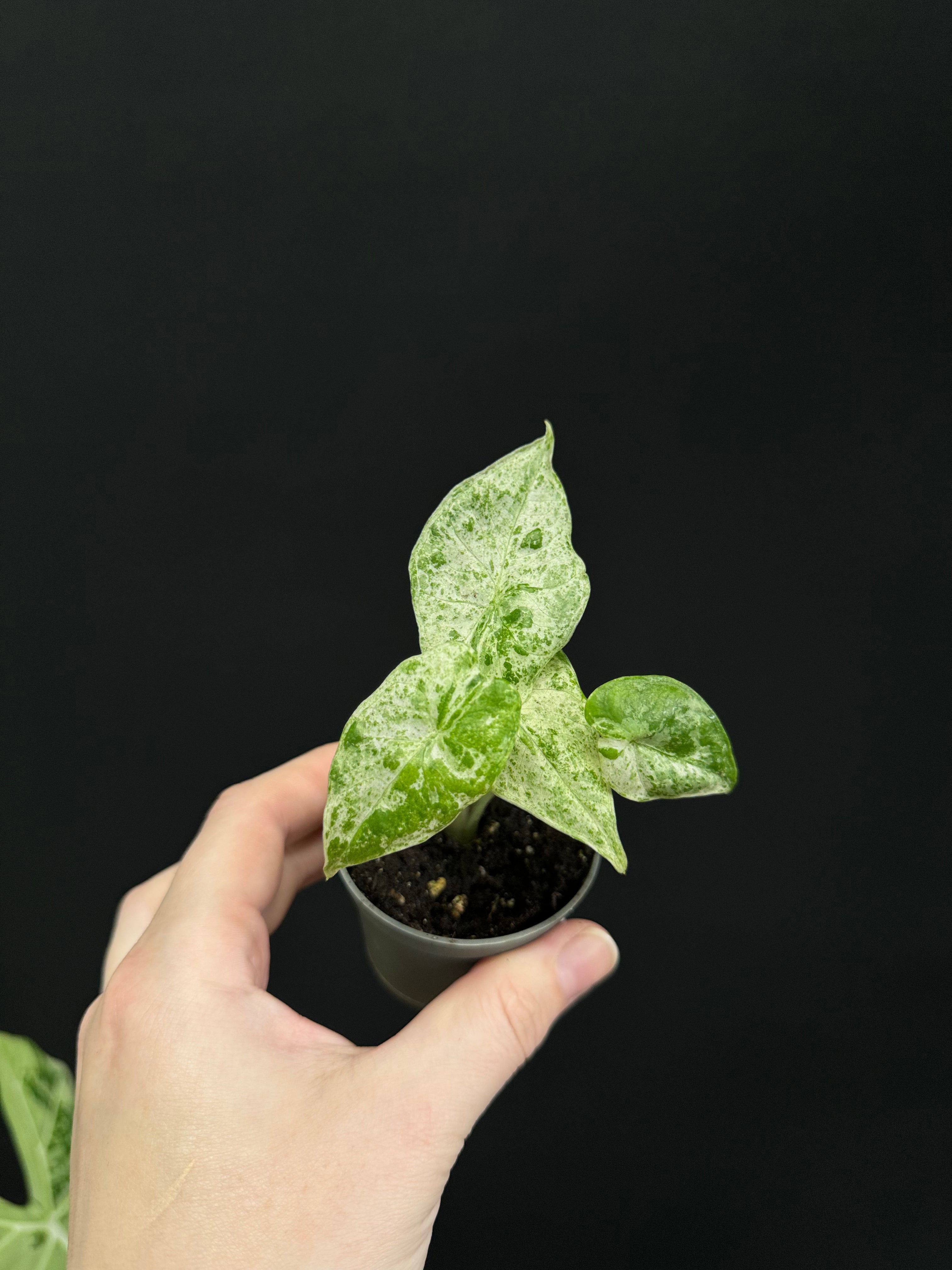 Alocasia Macrorrhiza ’Splash’ - Baby Size