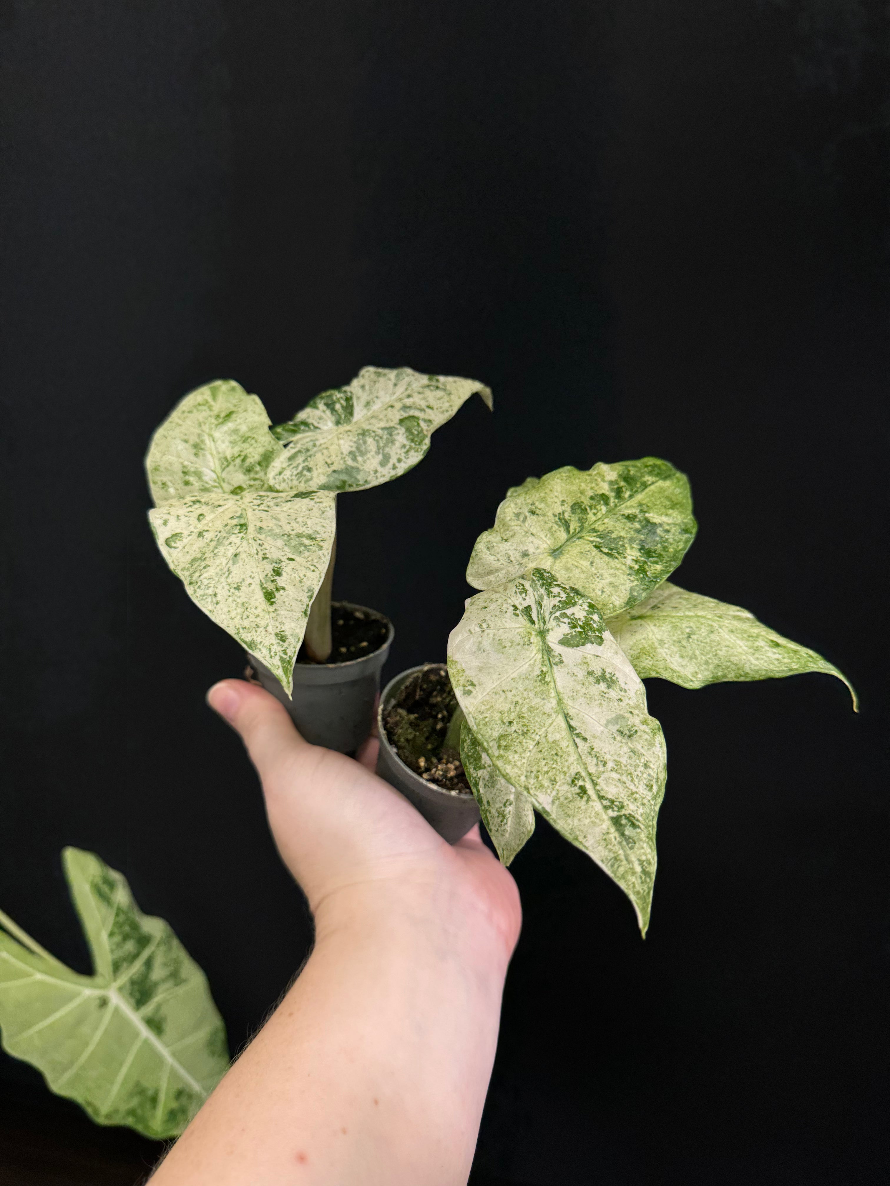 Alocasia Macrorrhiza ’Splash’ - Baby Size