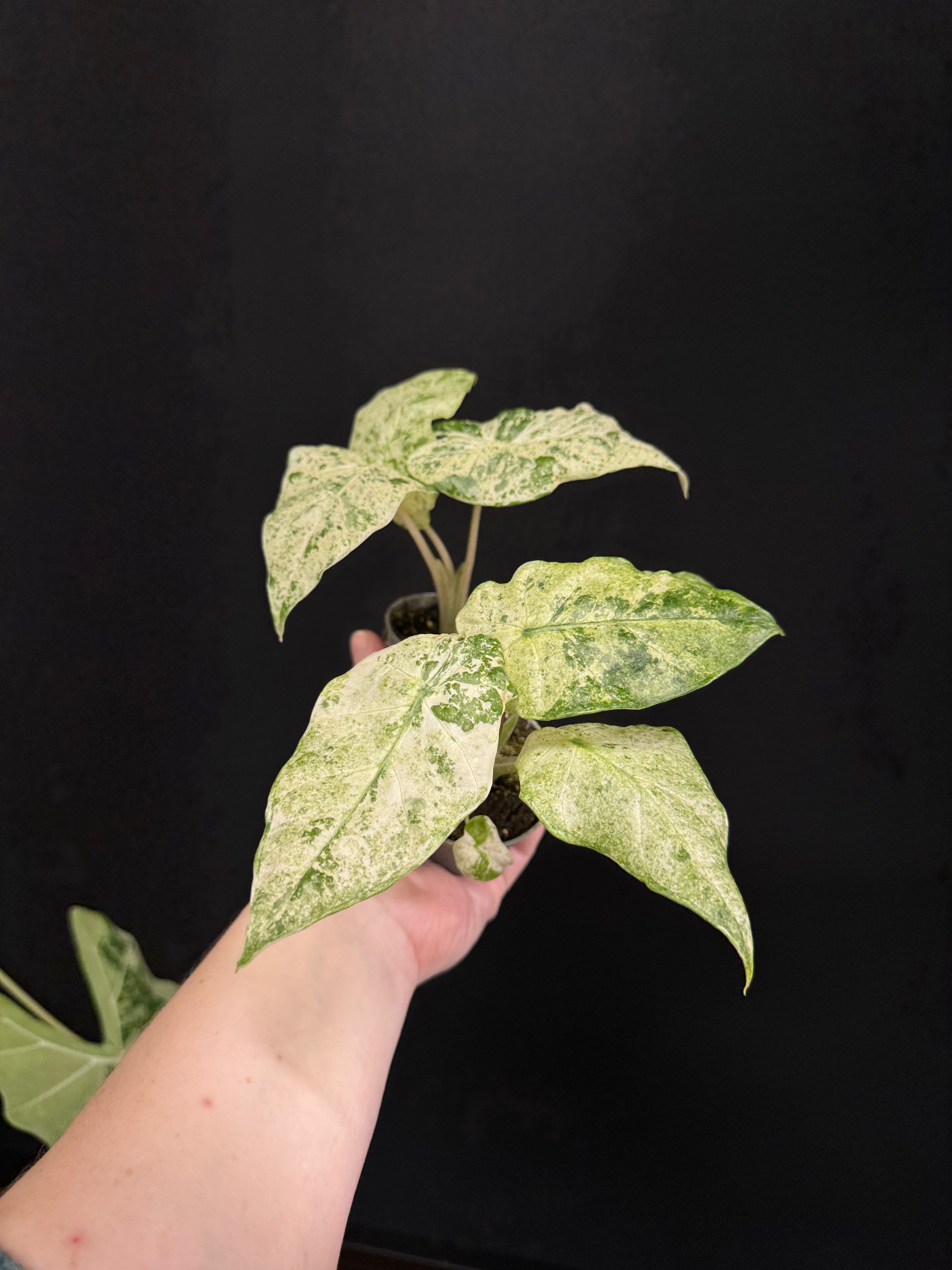 Alocasia Macrorrhiza ’Splash’ - Baby Size