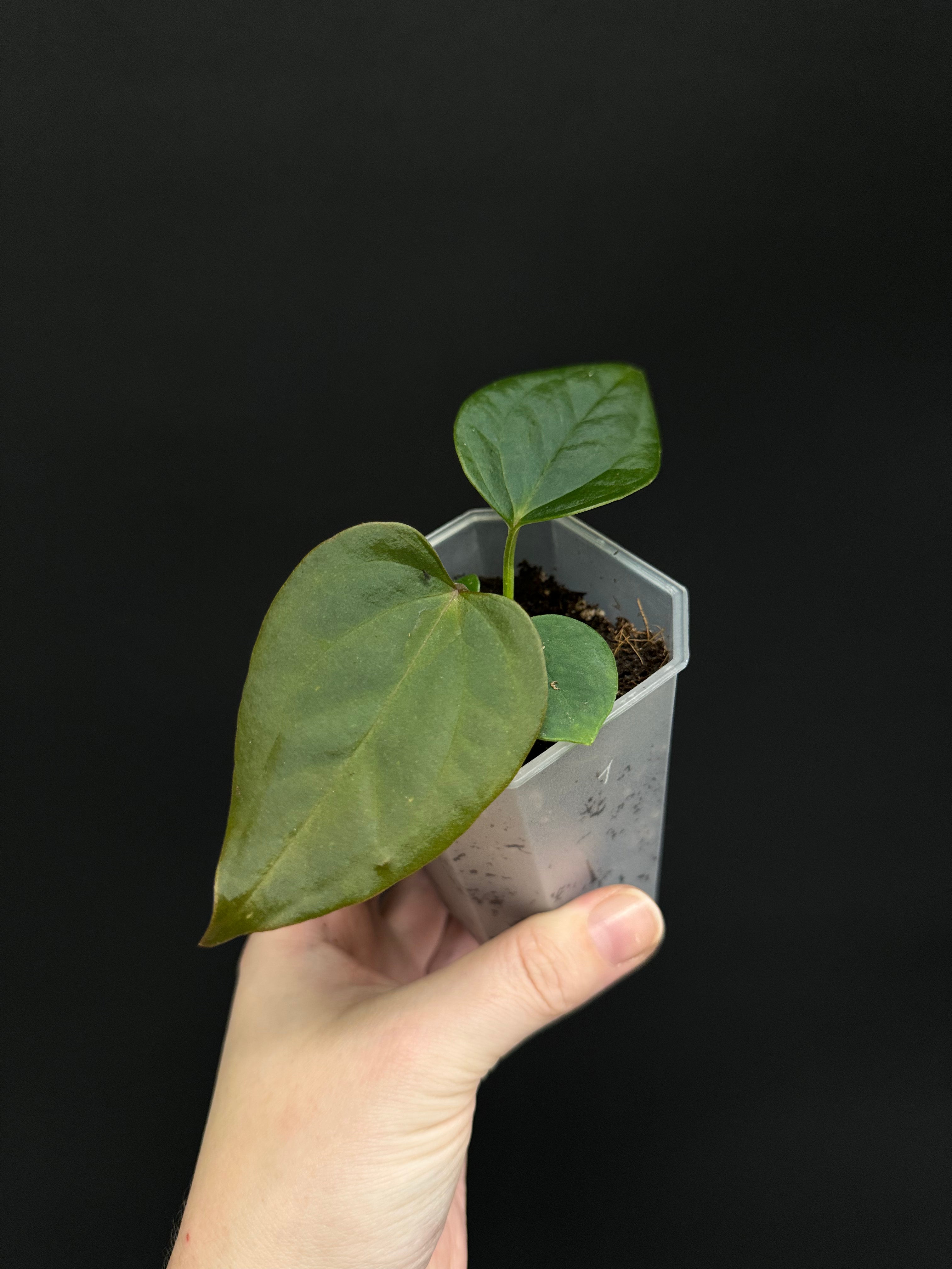 Anthurium Nigrolaminum ‘Gigi’ x Forgetii