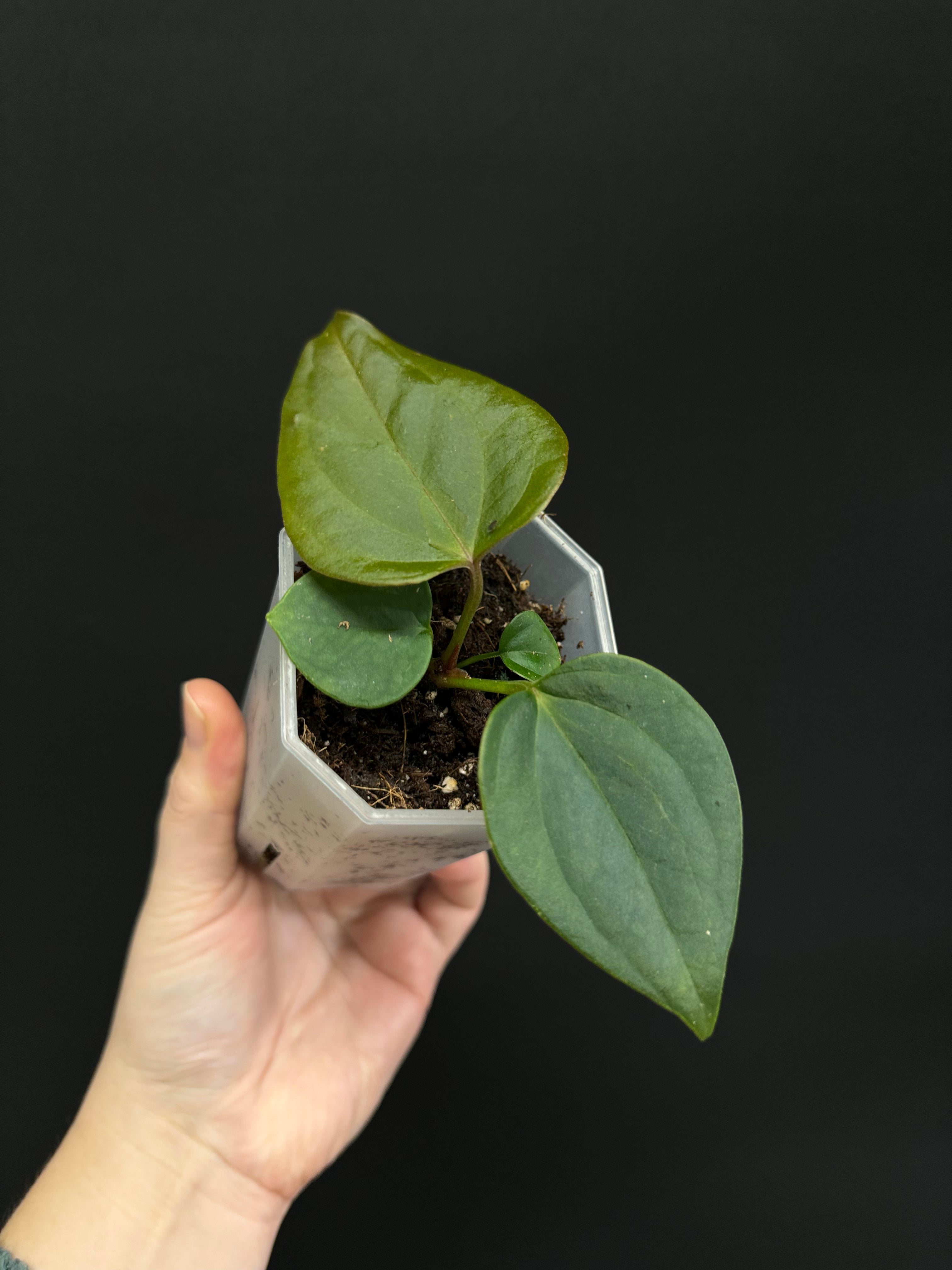 Anthurium Nigrolaminum ‘Gigi’ x Forgetii