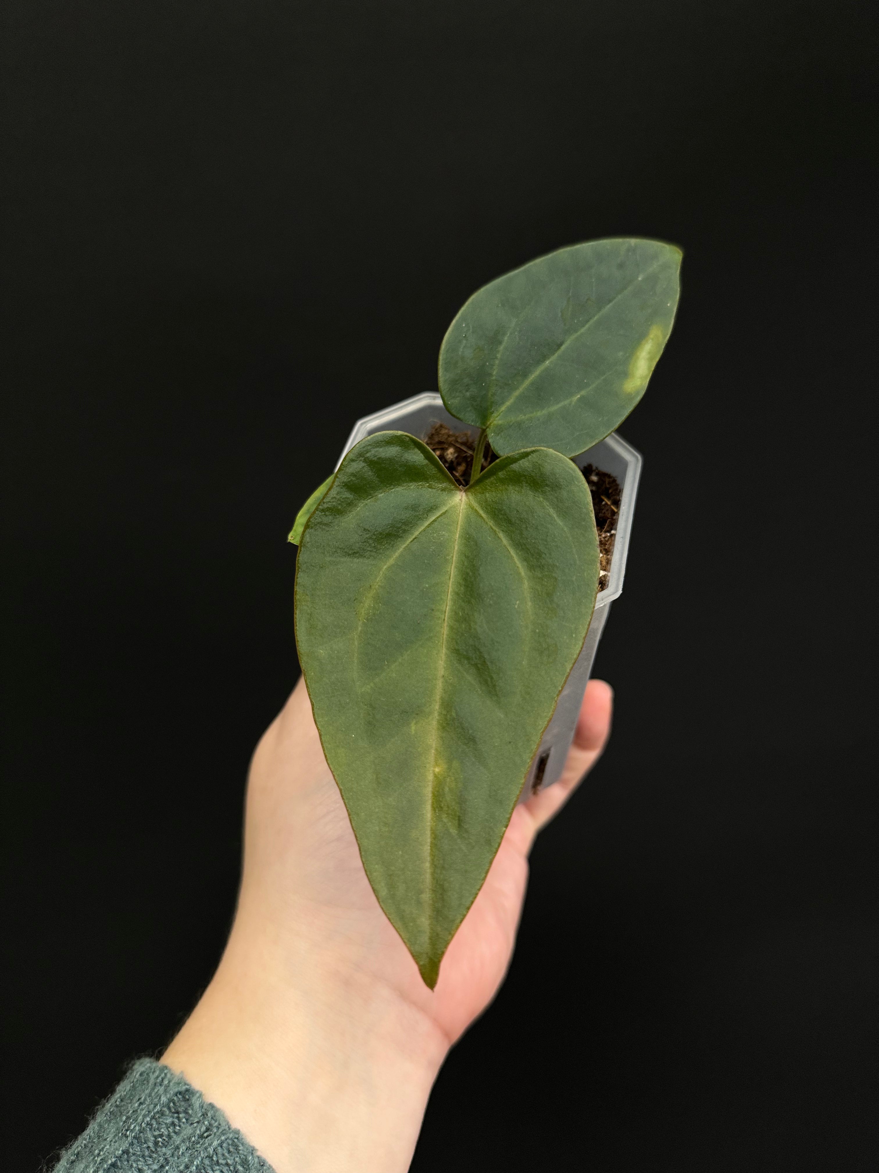 Anthurium Nigrolaminum ‘Gigi’ x Forgetii