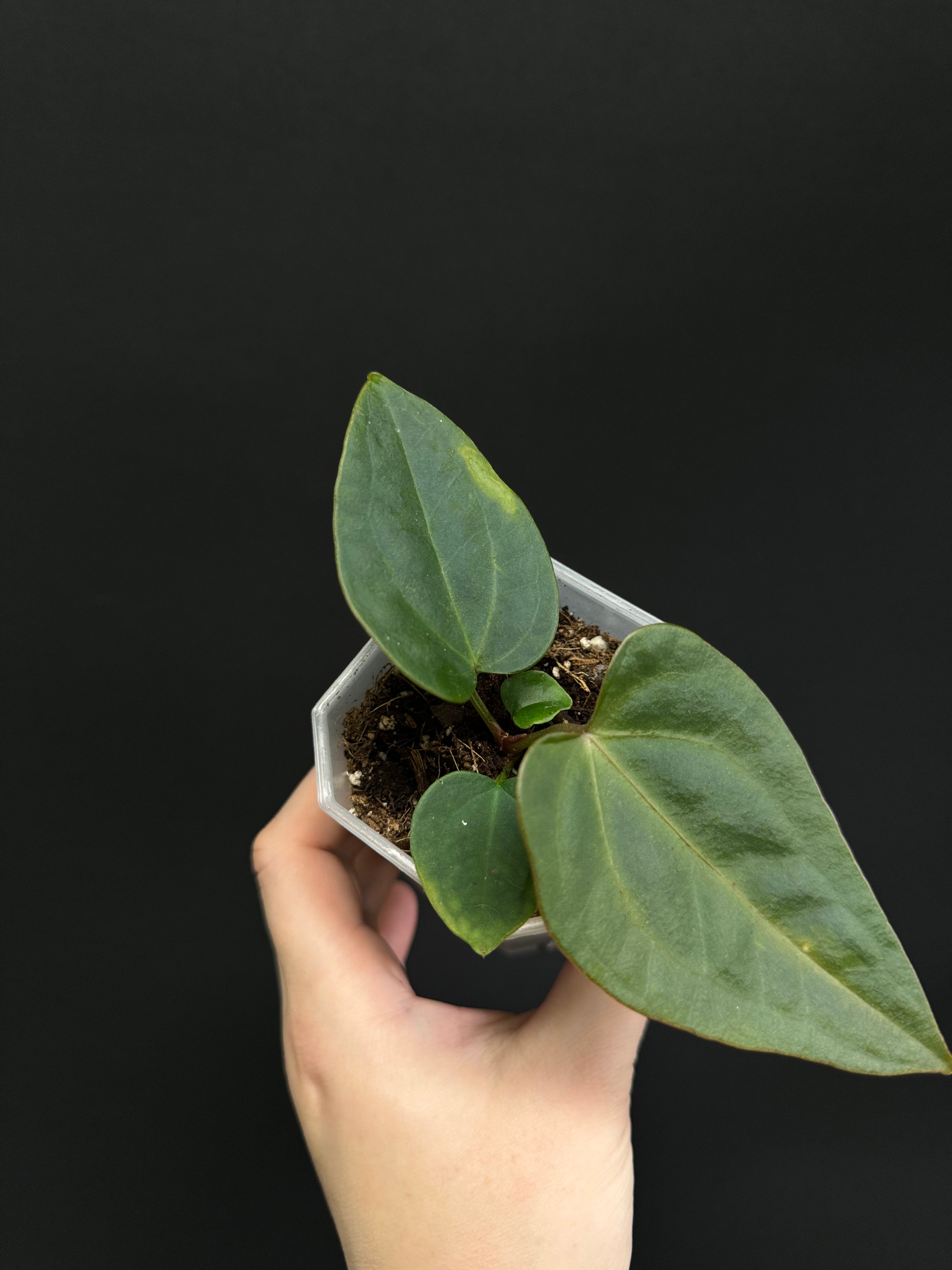 Anthurium Nigrolaminum ‘Gigi’ x Forgetii