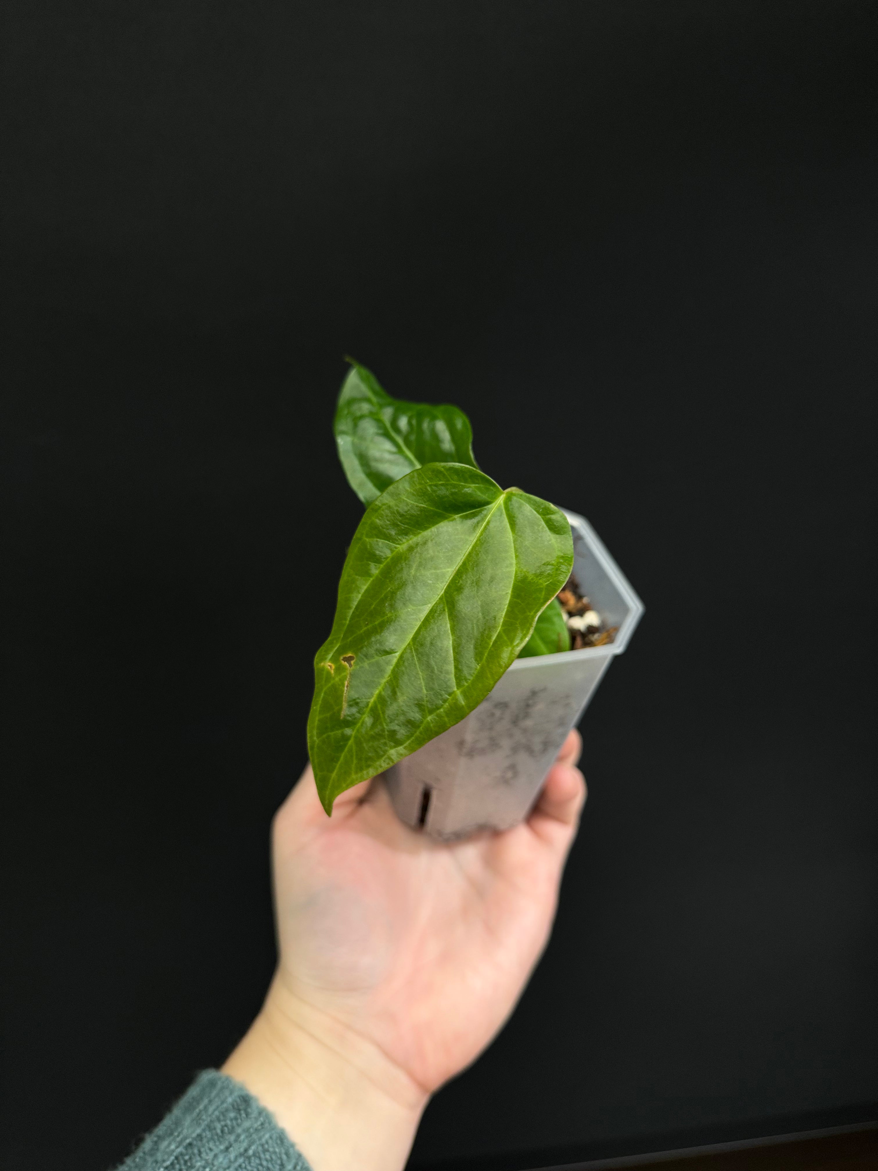 Anthurium Queen of Hearts - Small Size