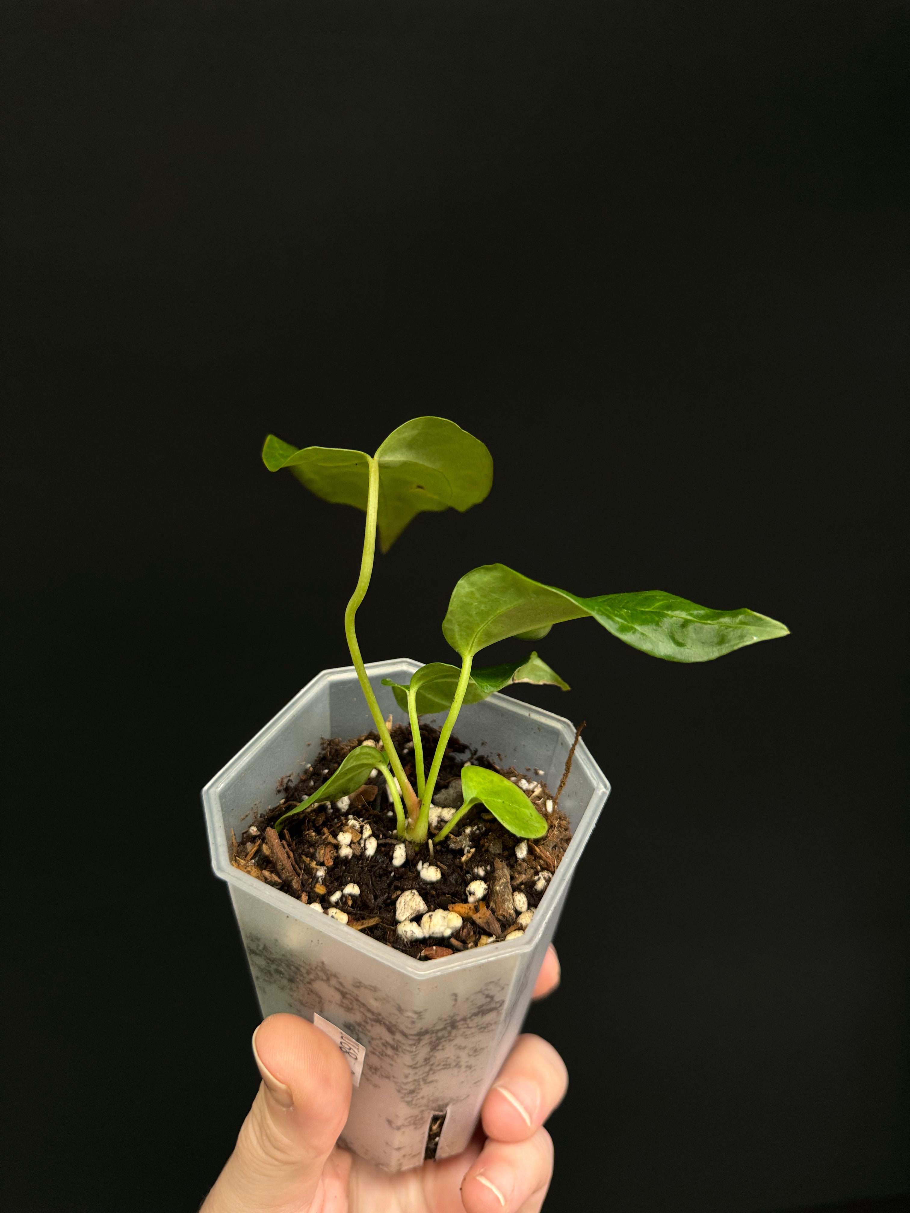 Anthurium Queen of Hearts - Small Size