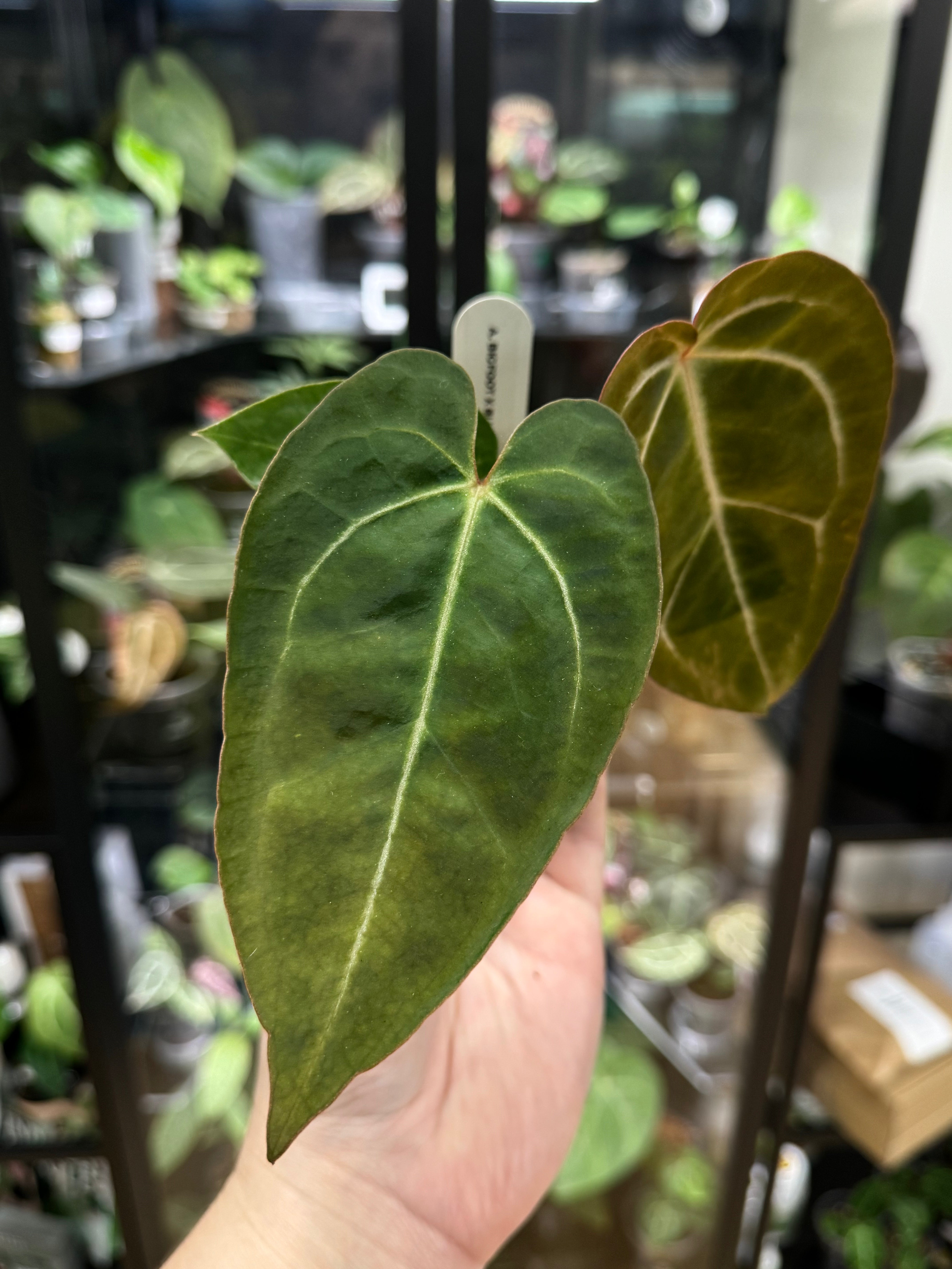 Anthurium ‘Bigfoot’ x Blue Papillilaminum