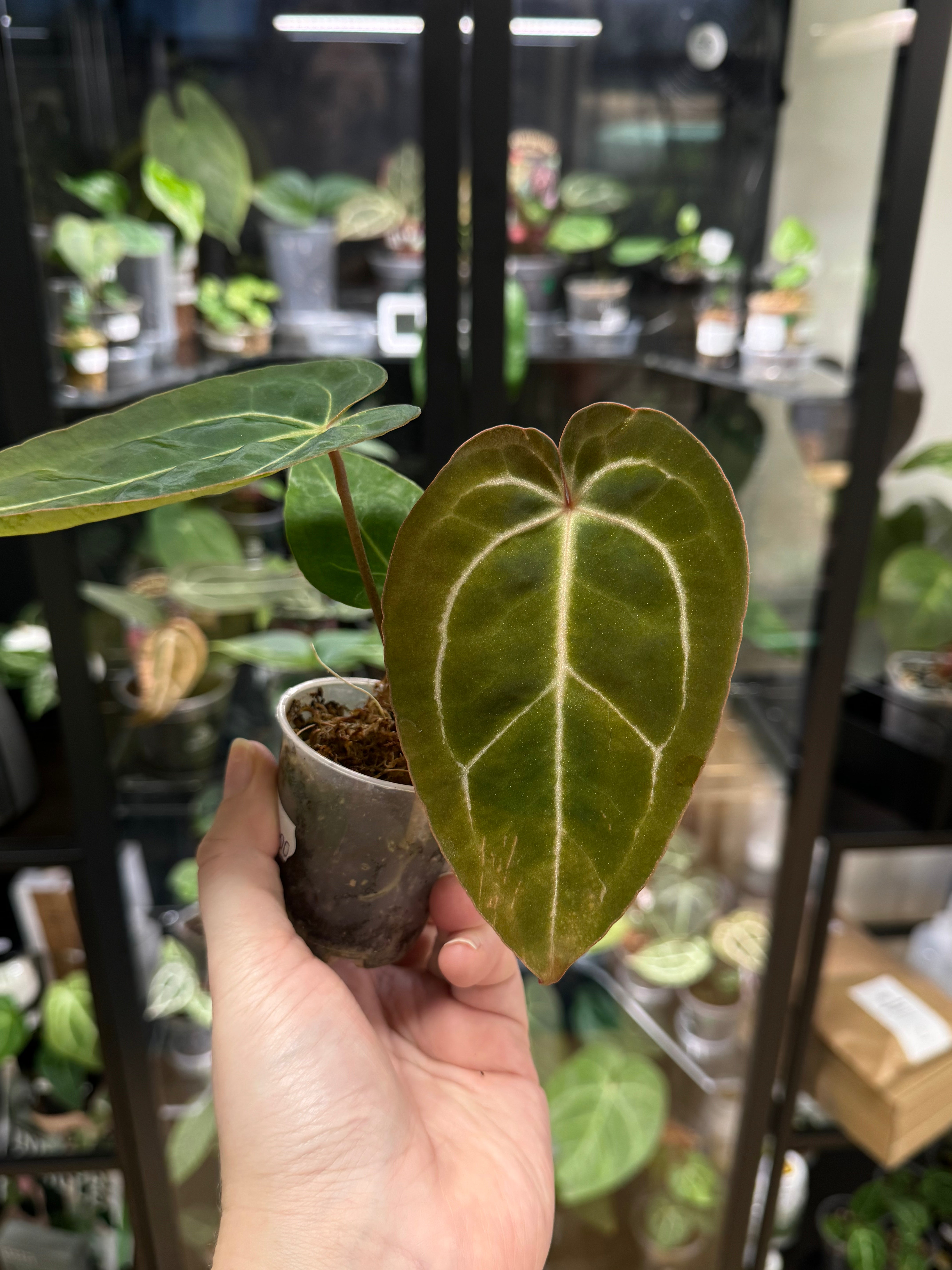 Anthurium ‘Bigfoot’ x Blue Papillilaminum