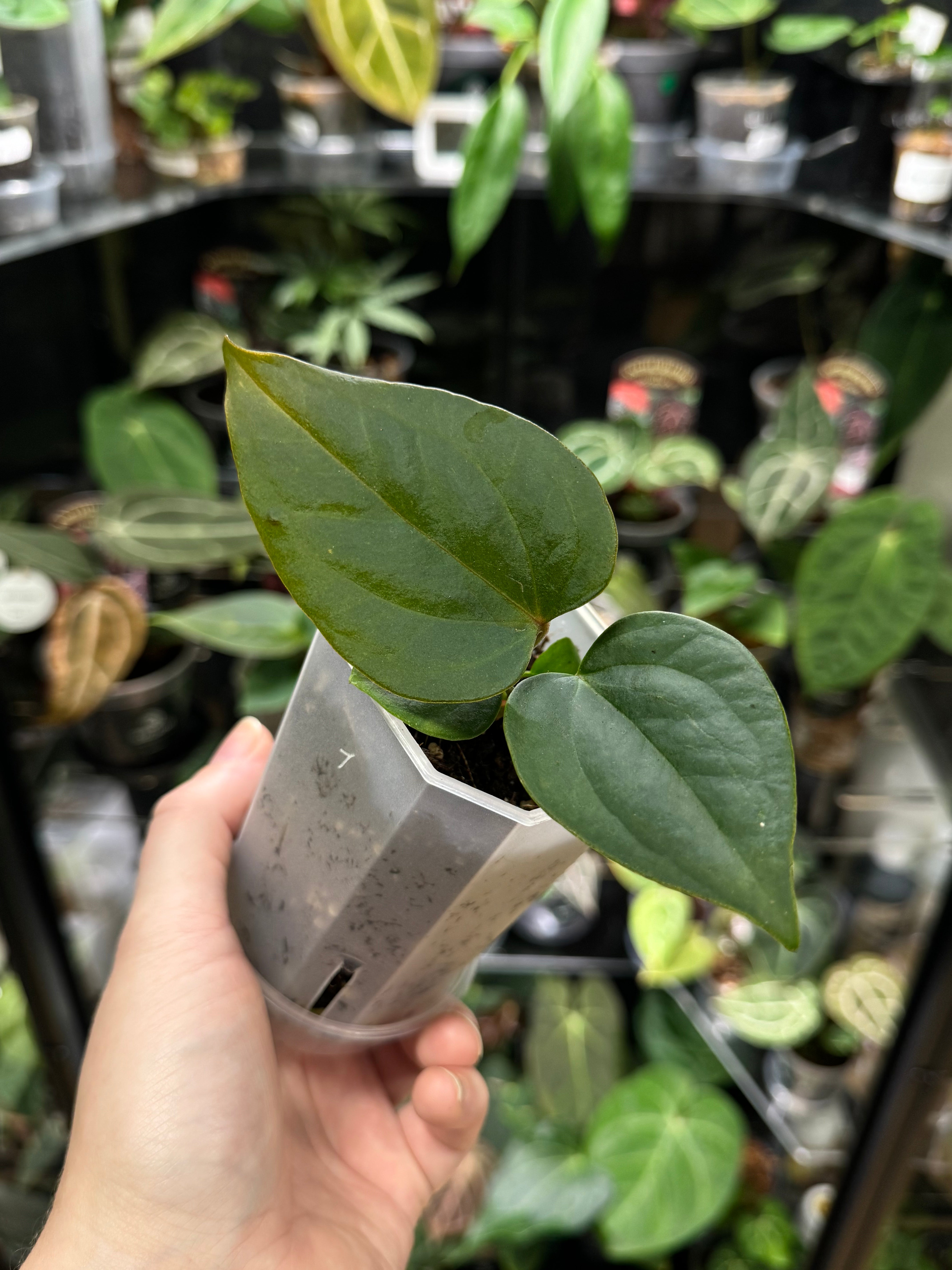 Anthurium Nigrolaminum ‘Gigi’ x Forgetii