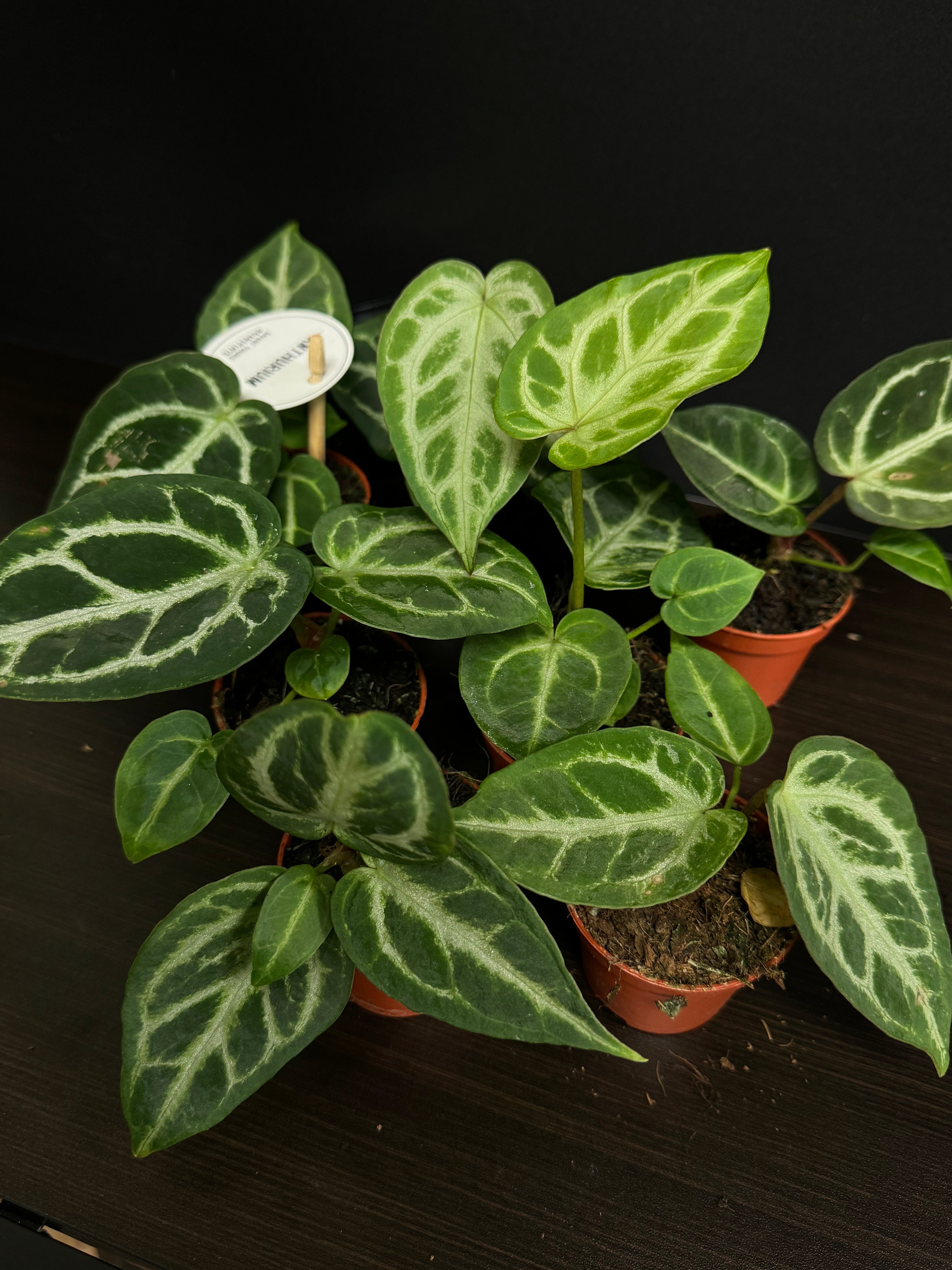 Anthurium noID / Crystallinum x