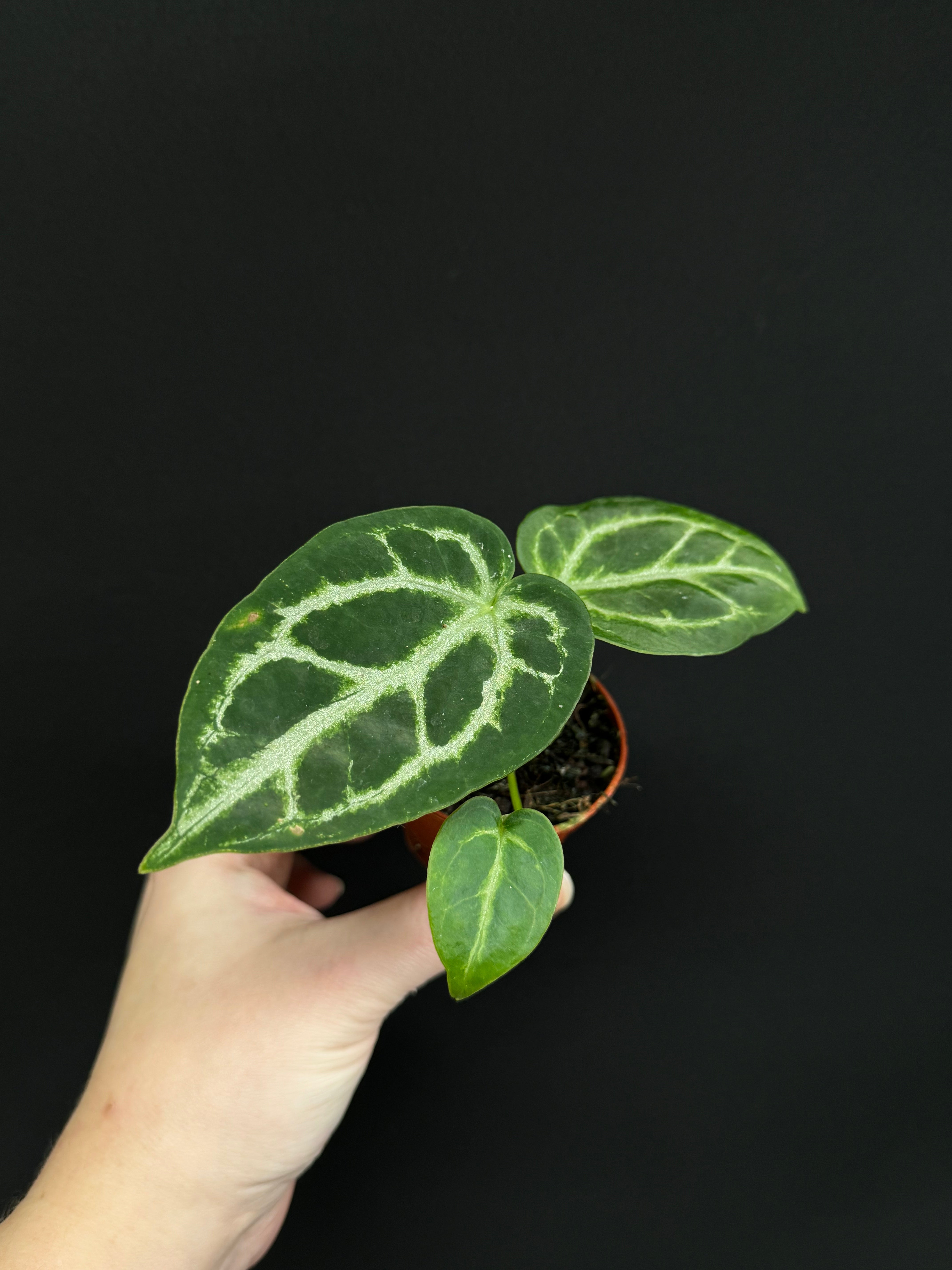 Anthurium noID / Crystallinum x