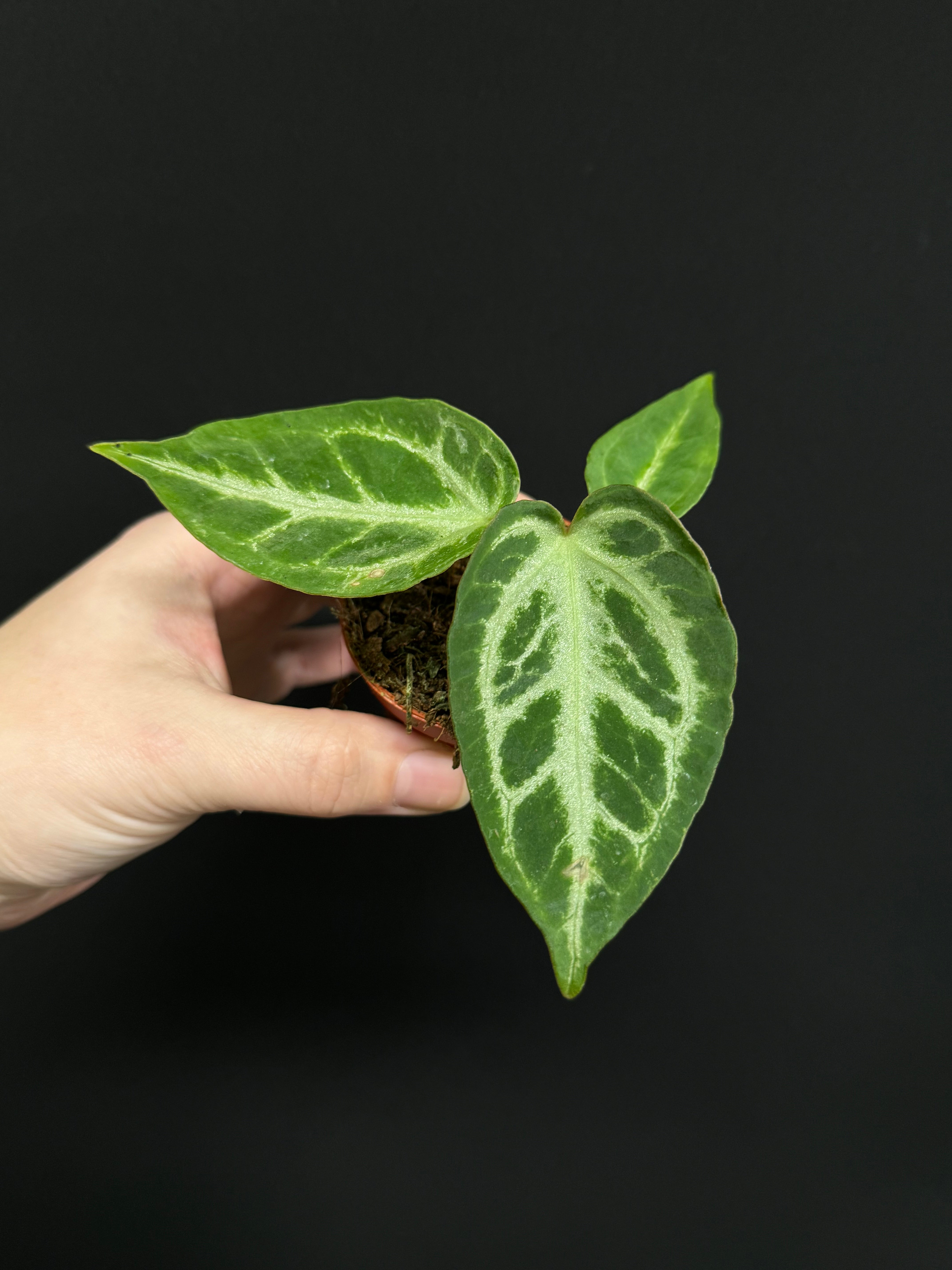 Anthurium noID / Crystallinum x