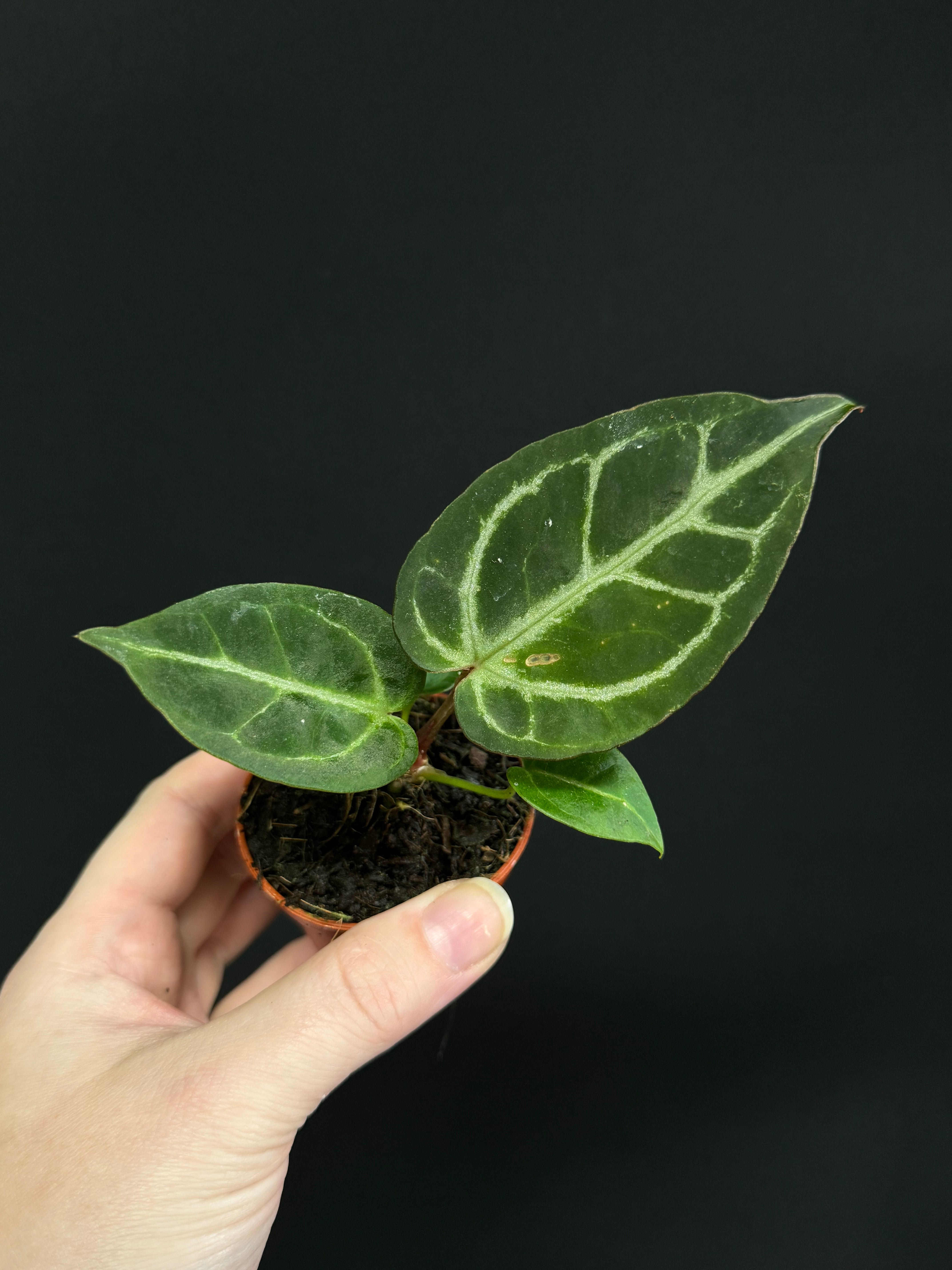 Anthurium noID / Crystallinum x
