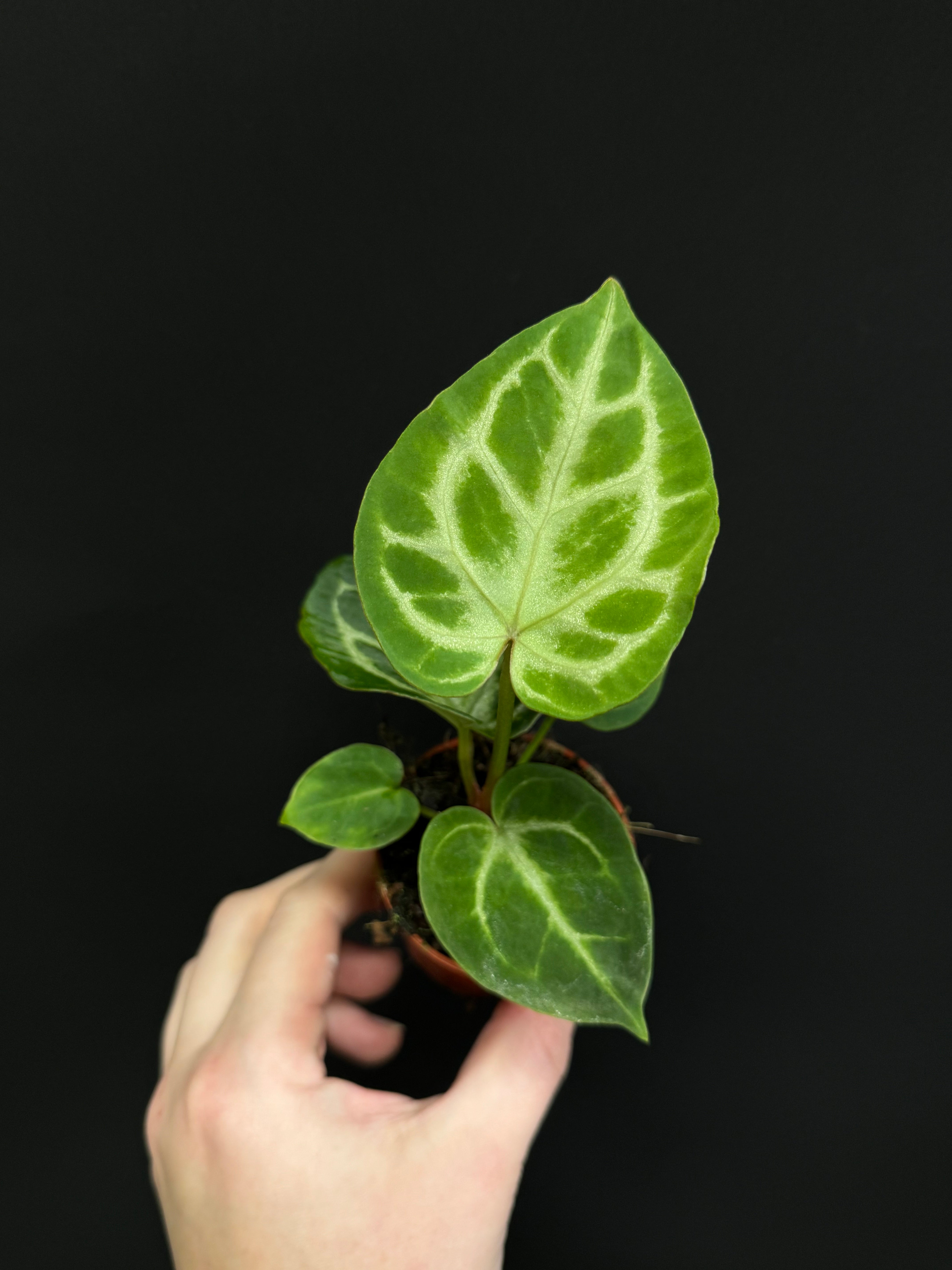 Anthurium noID / Crystallinum x