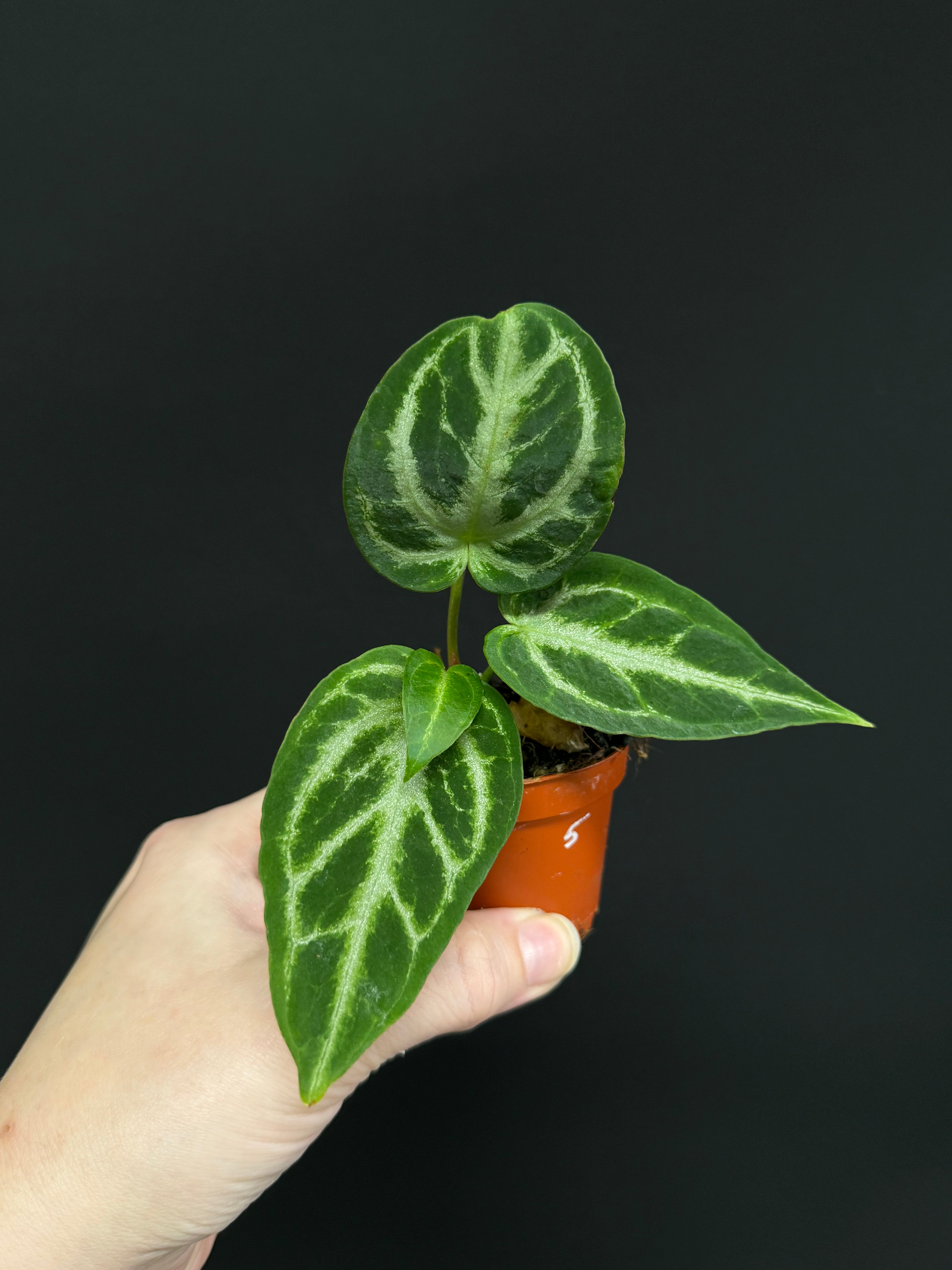 Anthurium noID / Crystallinum x