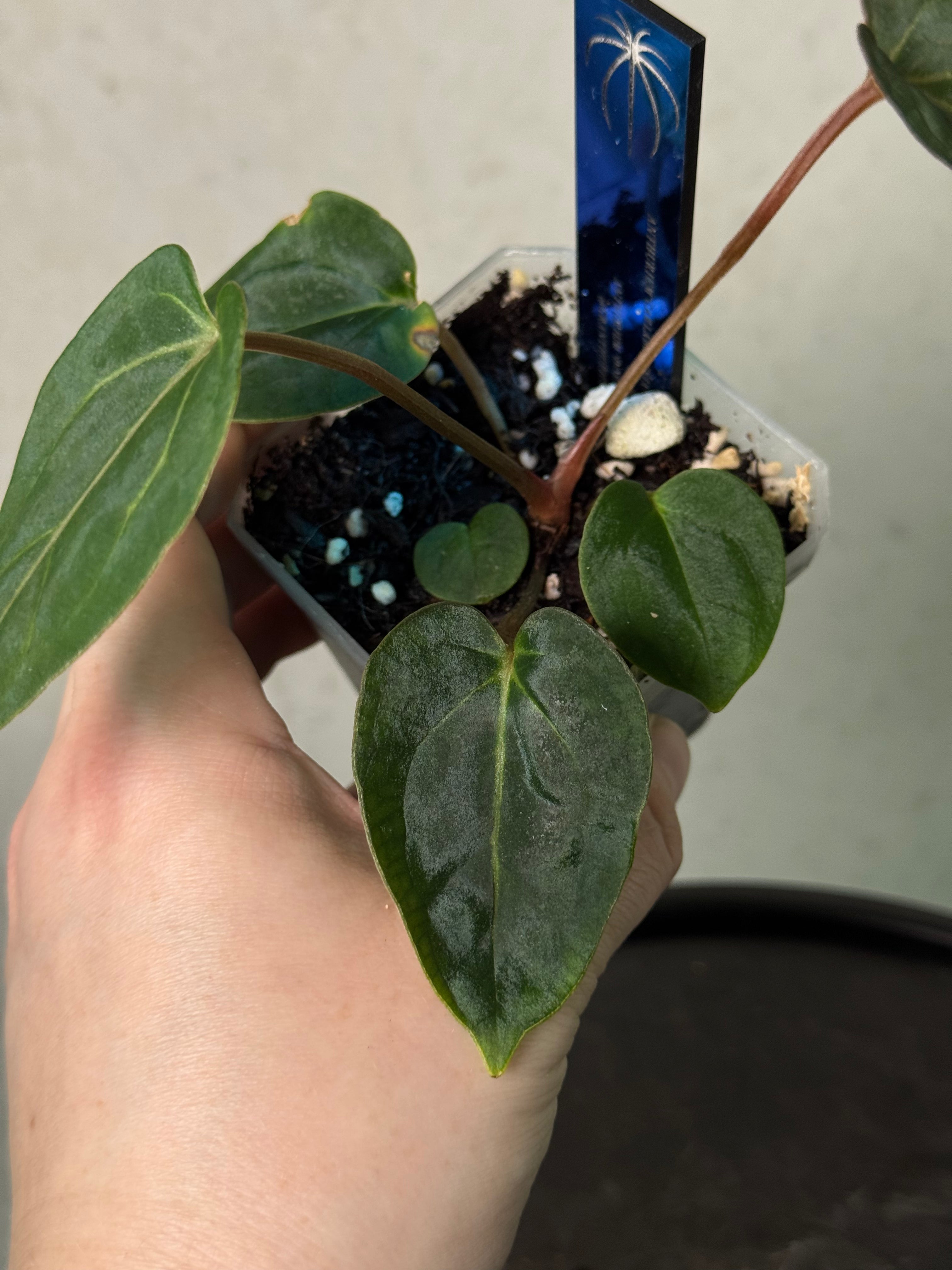 Anthurium Carlablackiae ('Round' x GPH-001) x Portillae 'Dorito'