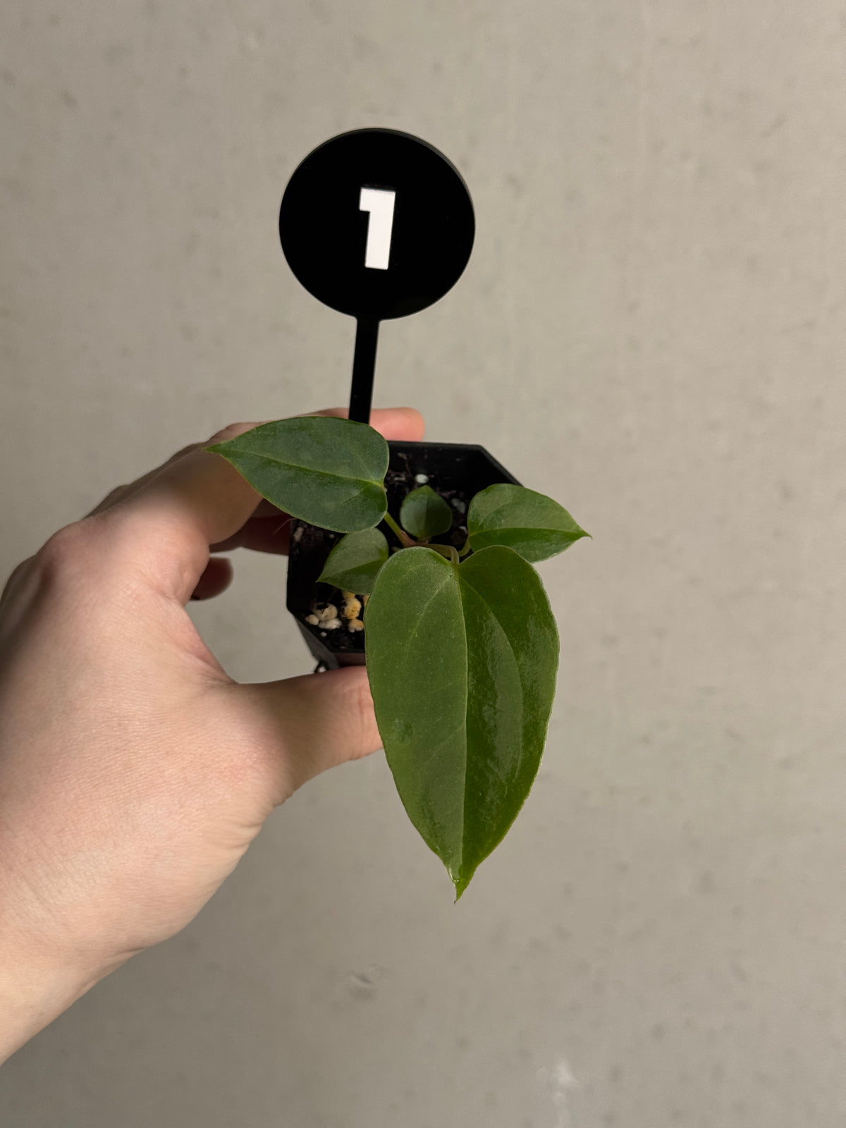 SMUKHI Anthurium (XOne x Indo Portillae) x Ralph Lynam S1 plant with distinctive foliage