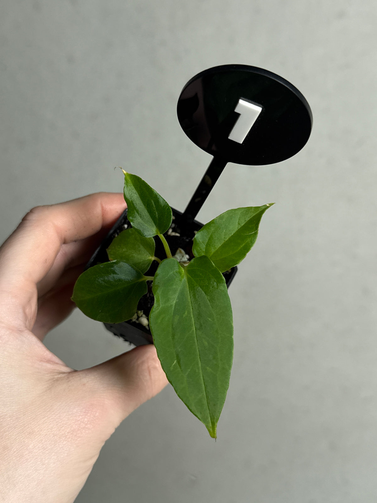 Anthurium Ralph Lynam S1 clone plant by SMUKHI with glossy green leaves