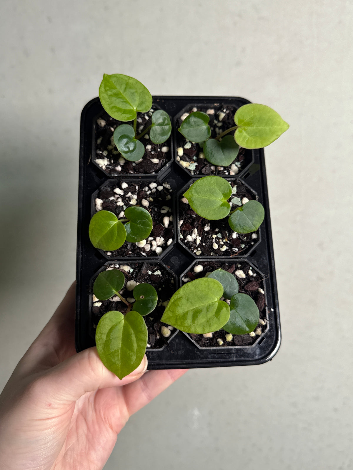 SMUKHI Anthurium Carlablackiae WU2 S1 x Red Vein Dark Phoenix plant with dark leaves and red veining
