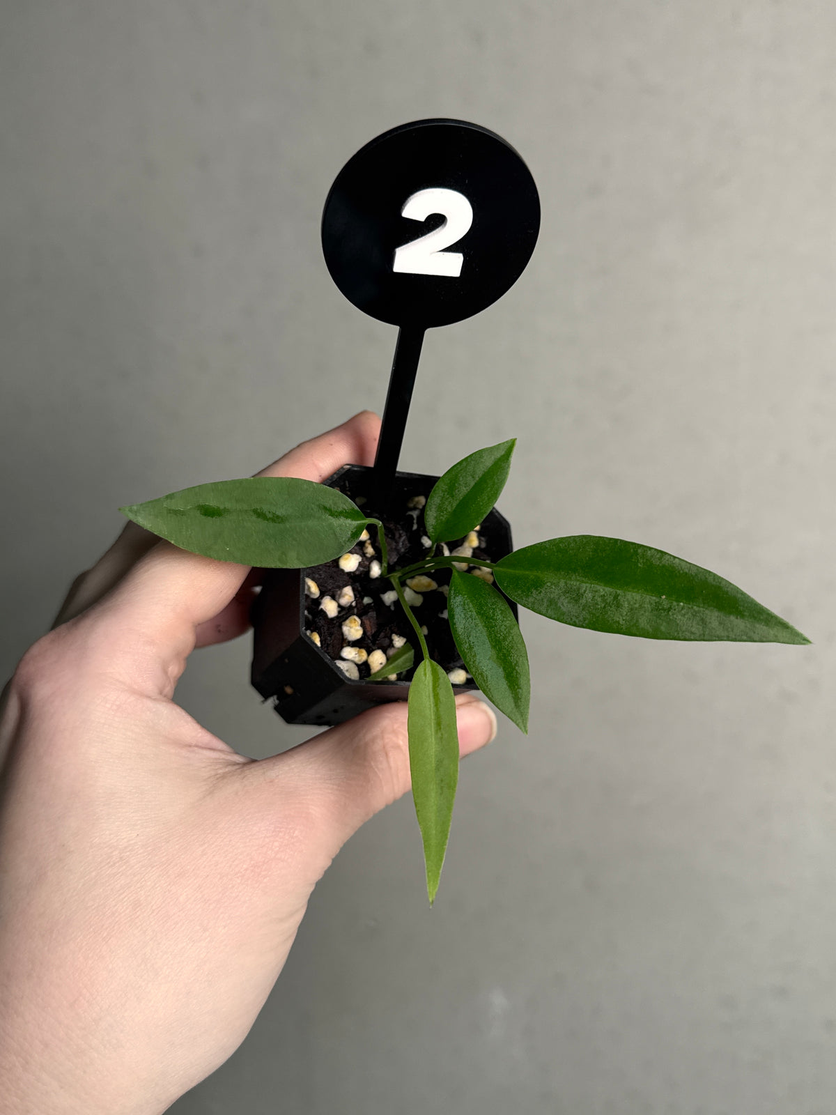 SMUKHI Anthurium Pallidiflorum plant with long, narrow green leaves