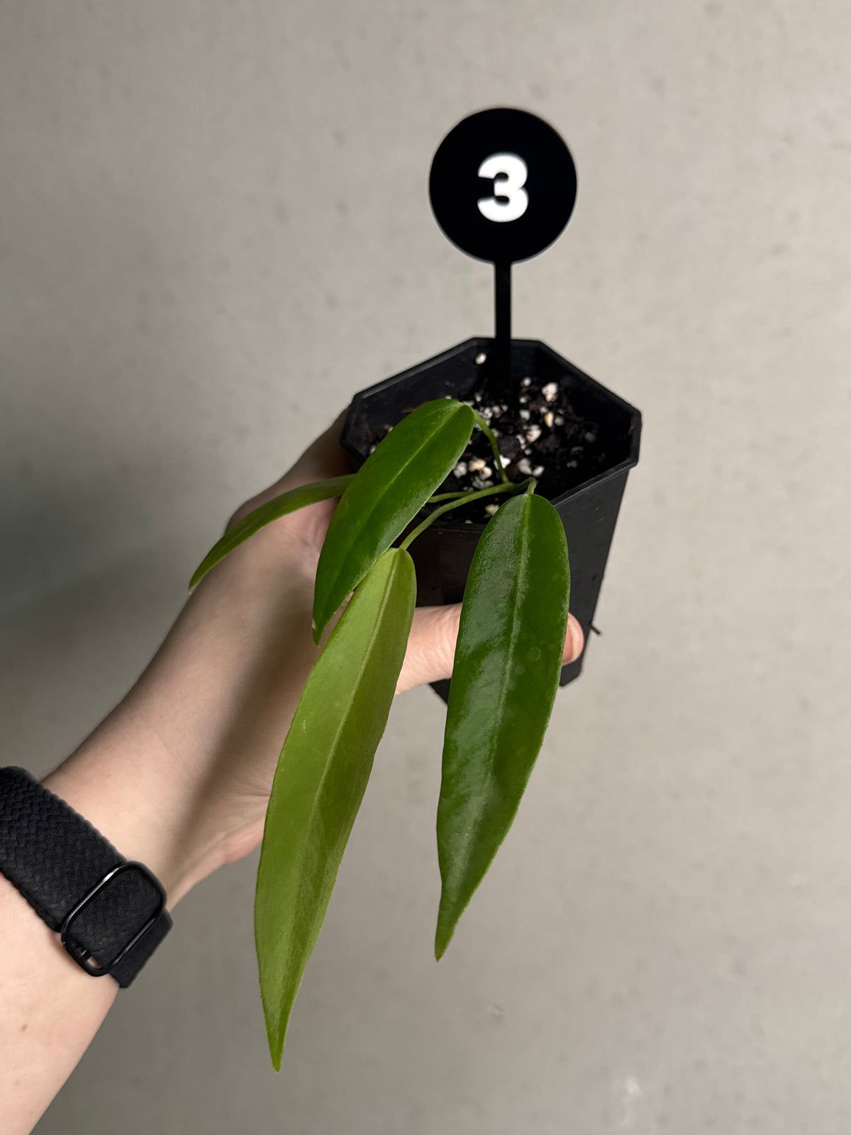 SMUKHI Anthurium Pallidiflorum plant with long, narrow green leaves and distinctive veining