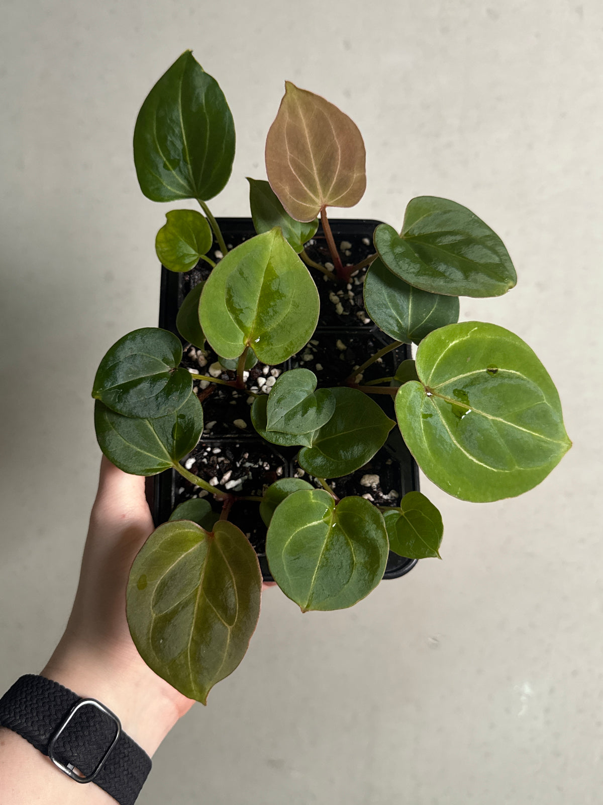 SMUKHI Anthurium HU Round plant in a compact round pot