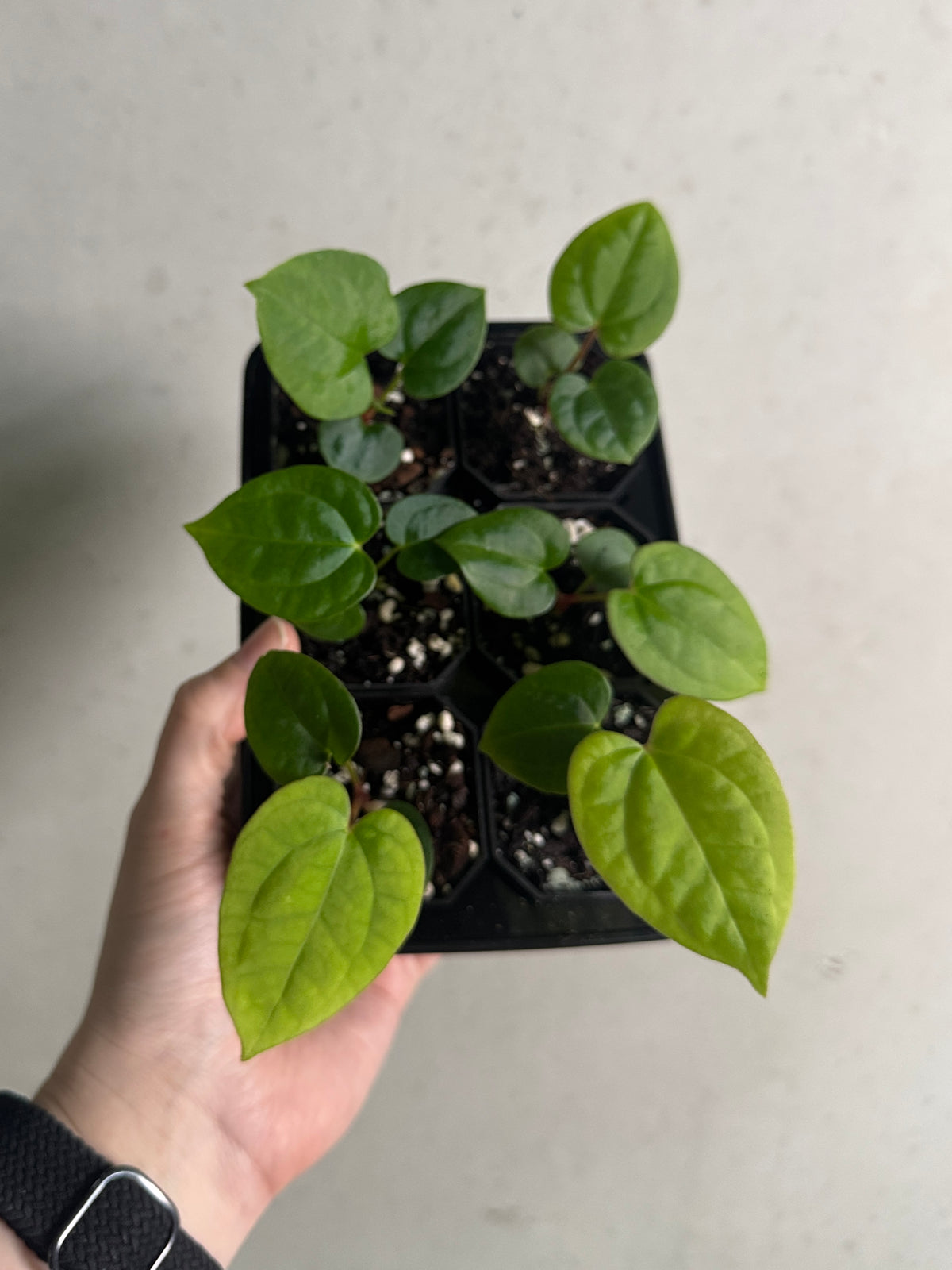 Anthurium Goliath x Red Vein Dark Phoenix plant by SMUKHI with dramatic dark foliage and red veins
